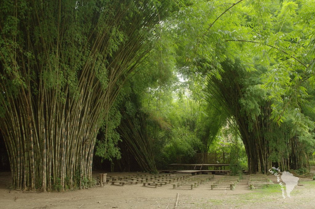 bambou géant honduras forêt