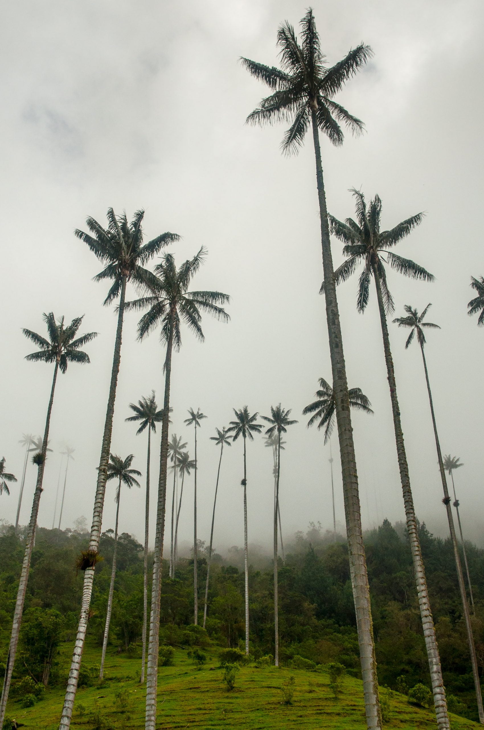 palmiers cocora