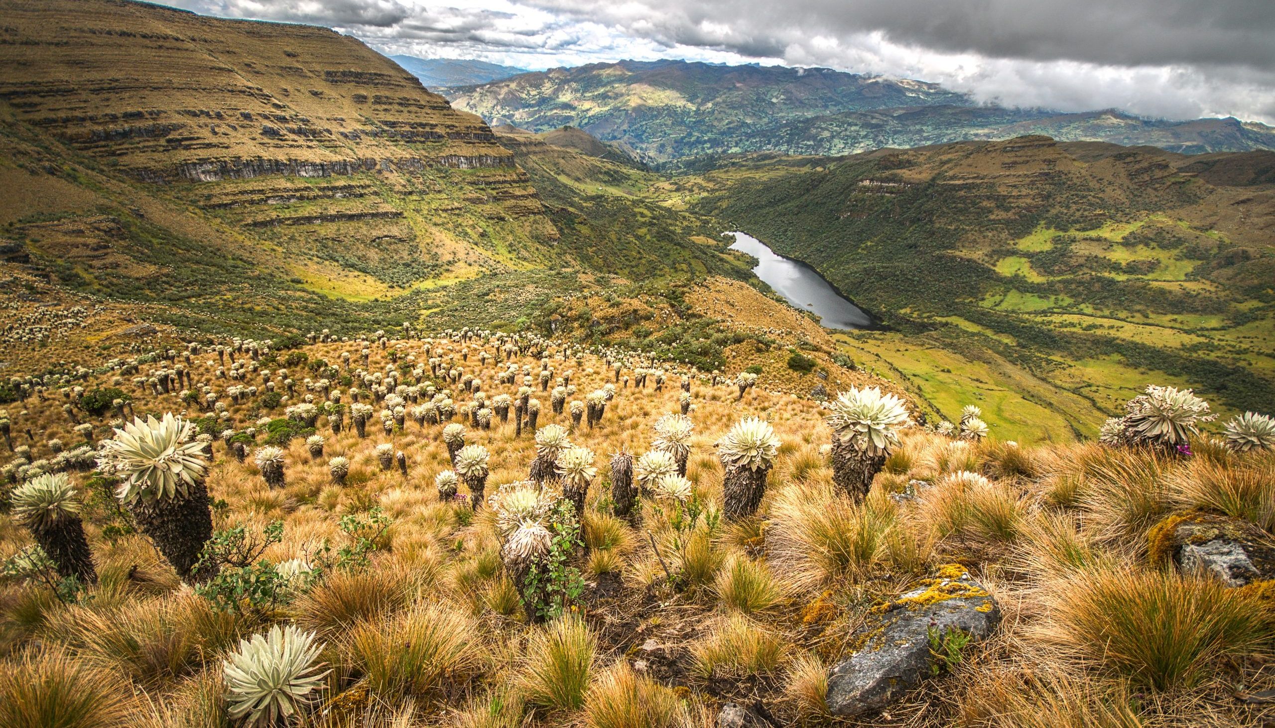 paramo de oceta boyaca colombie frailejones