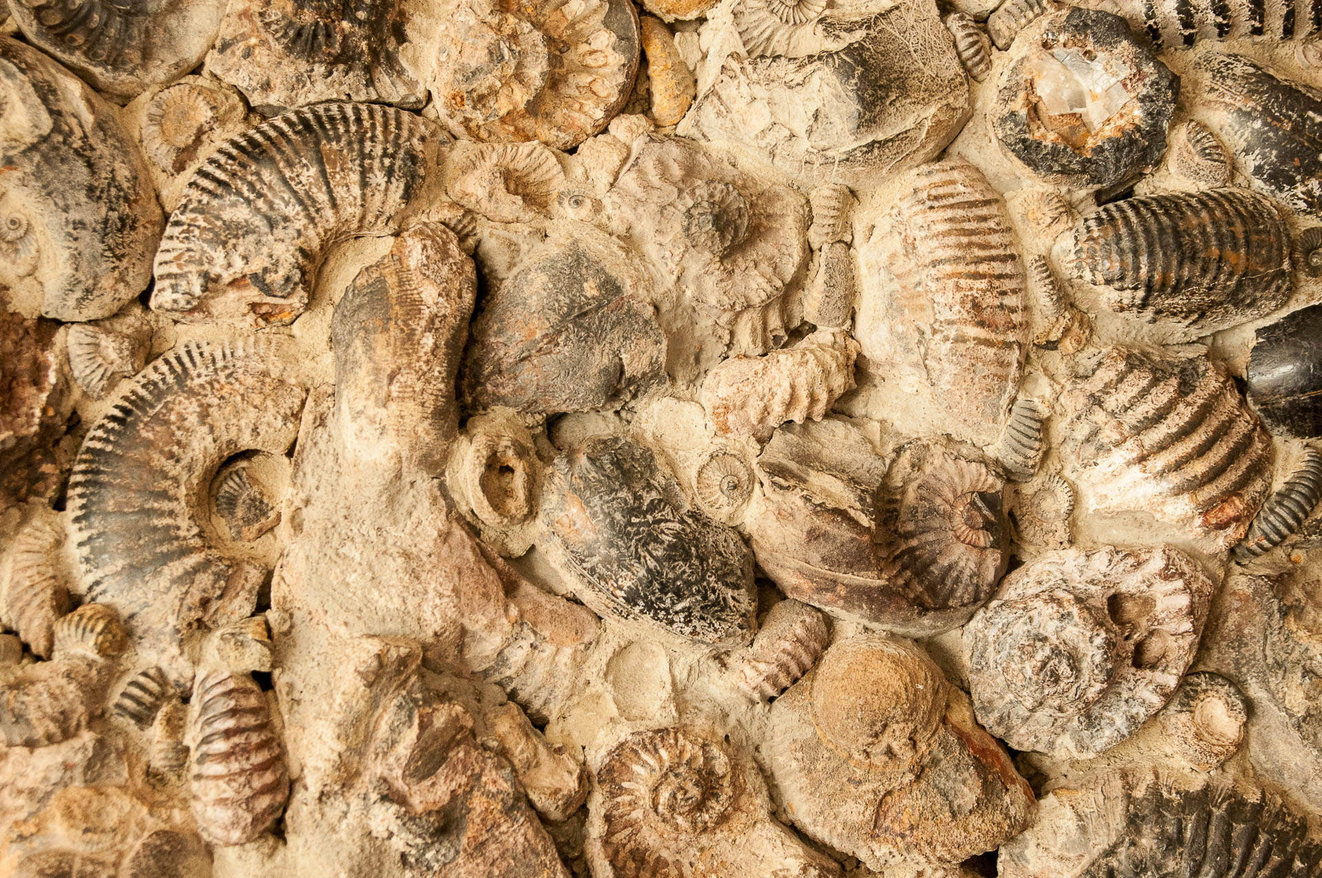 villa leyva ensemble fossile - Les globe blogueurs - blog voyage nature