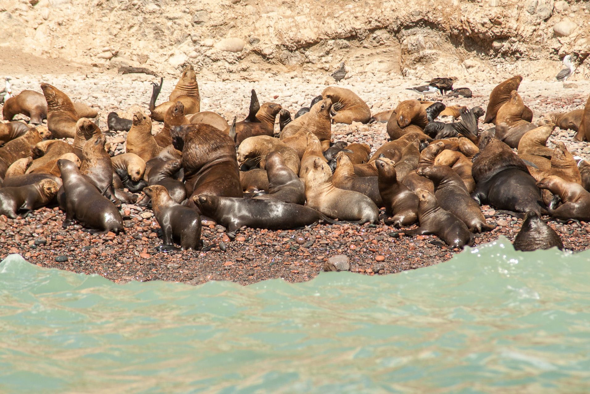 Lions de mer - islas ballestas - paracas - pérou