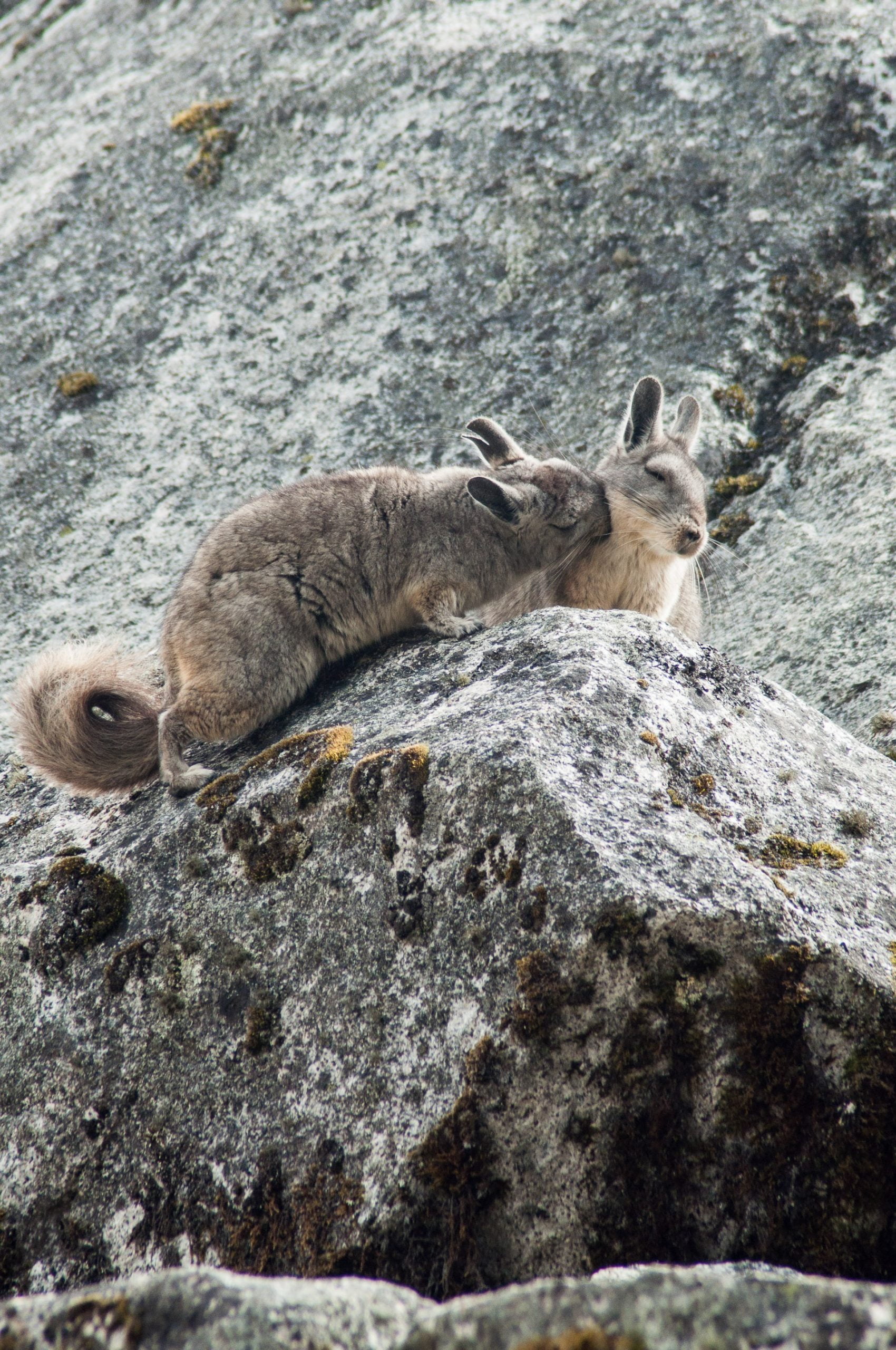viscacha scaled - Les globe blogueurs - blog voyage nature