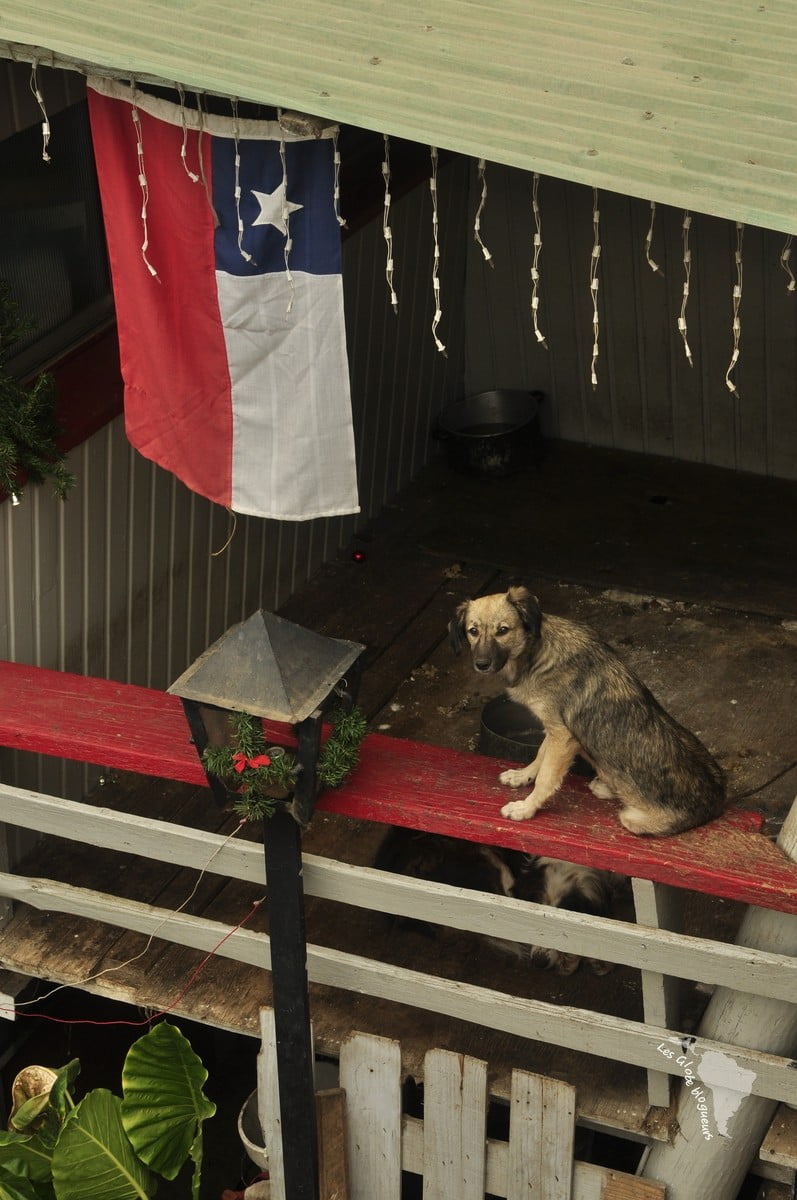 chien drapeau maison