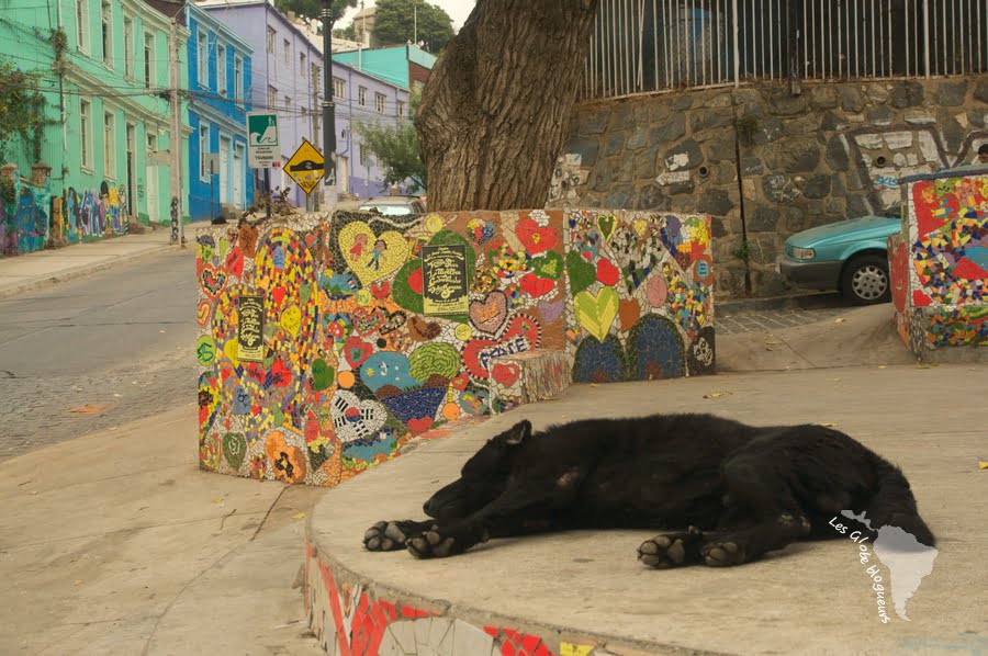 Valapraiso-le chien pionce