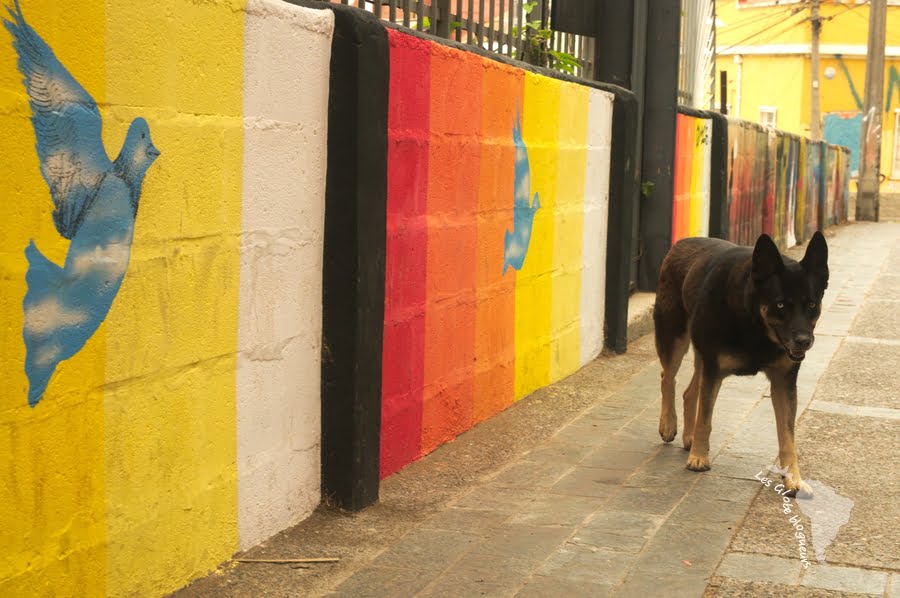 Valparaiso - chien errant