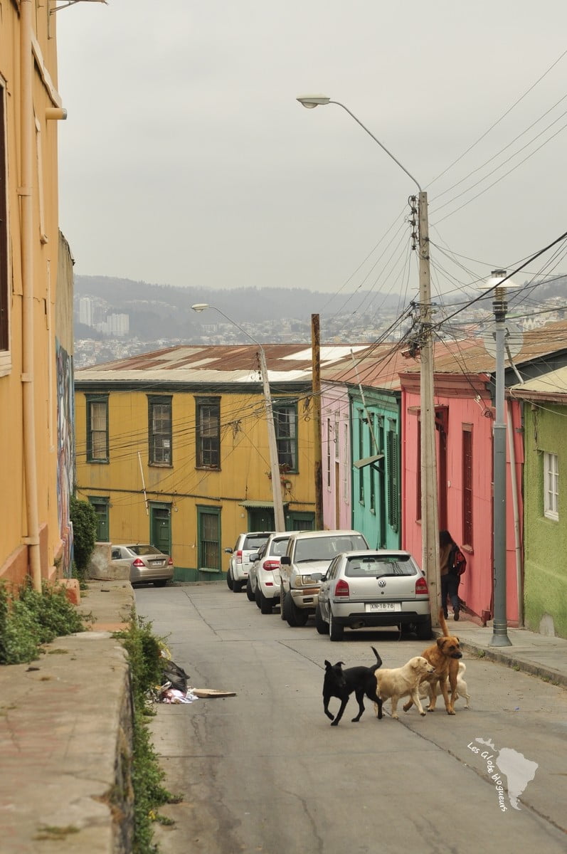 Valparaiso - gang de chien