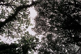 forêt monteverde costa rica