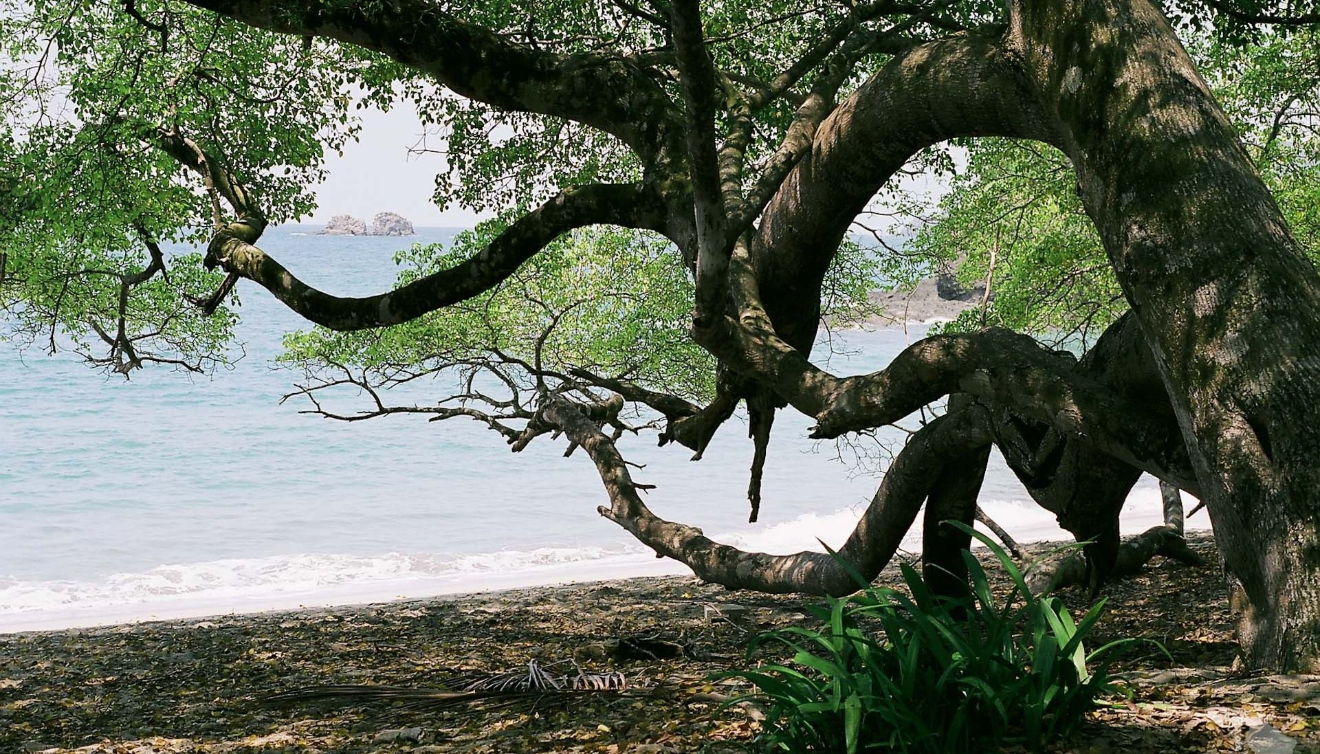 plage arbre manuel antonio