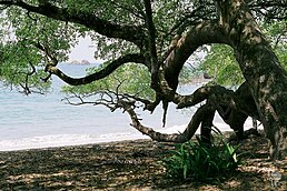 plage arbre manuel antonio