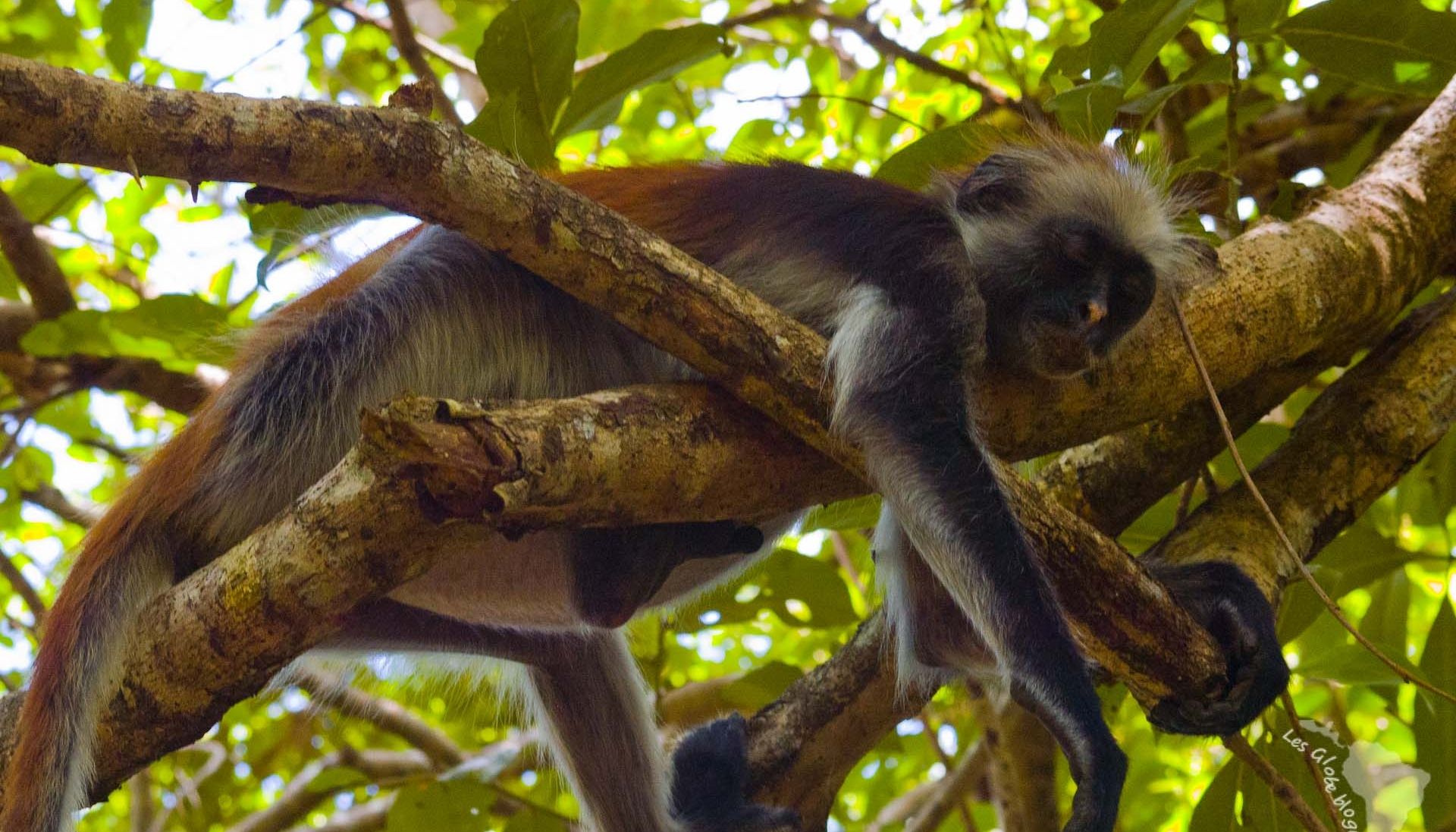 colobe roux zanzibar