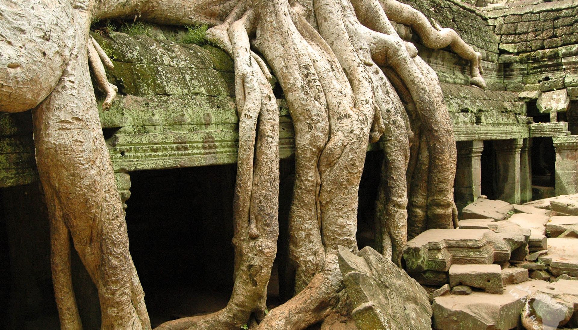 temple arbre cambodge