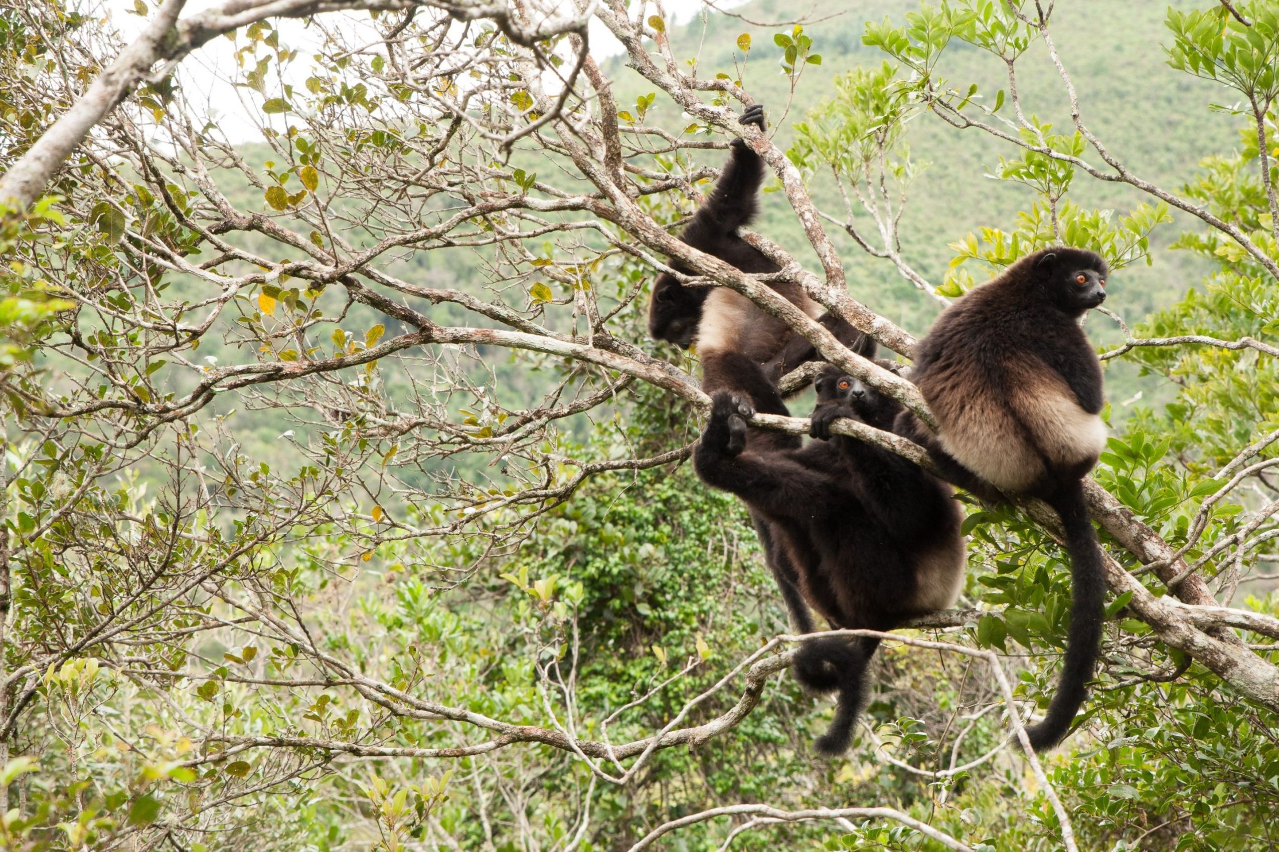 propithèque lémuriens