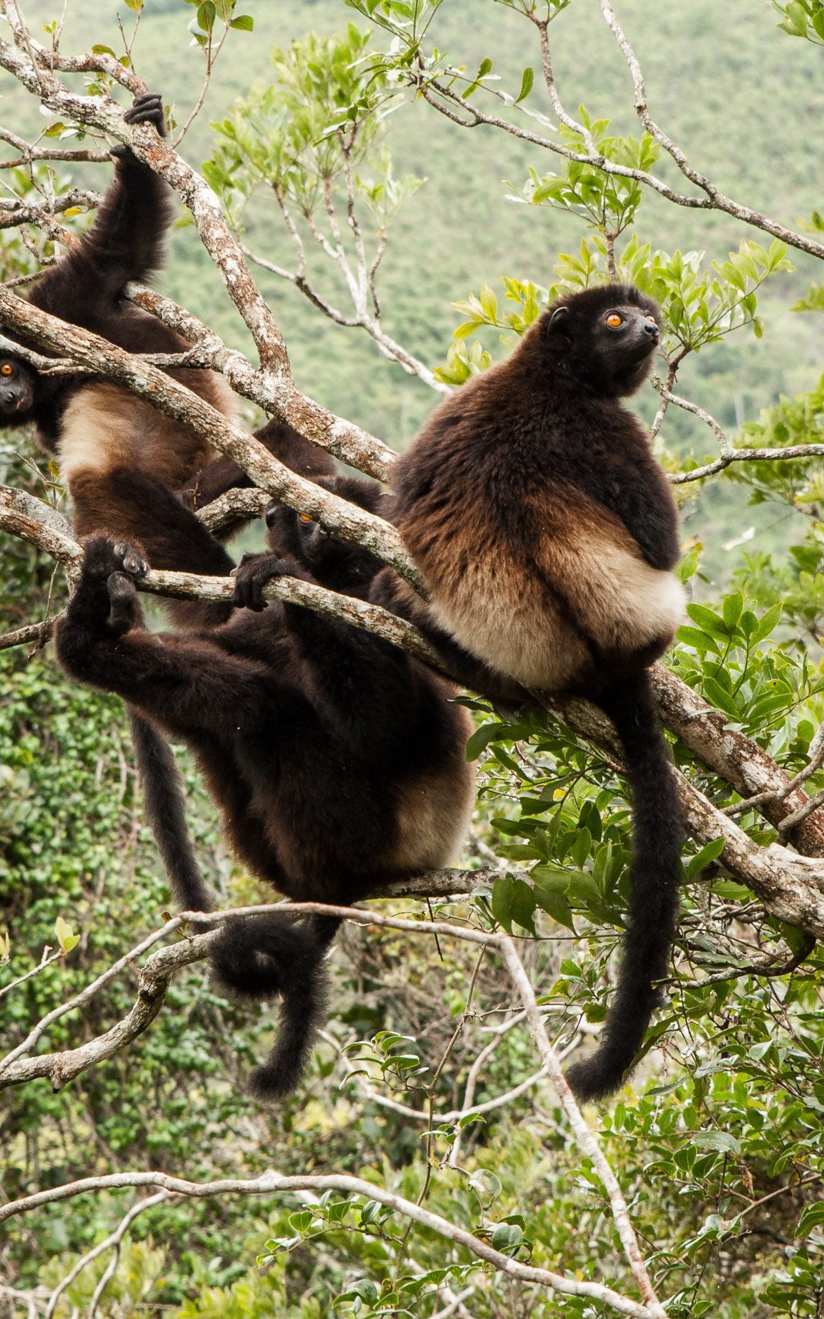 Propithèque de Milne Edwards