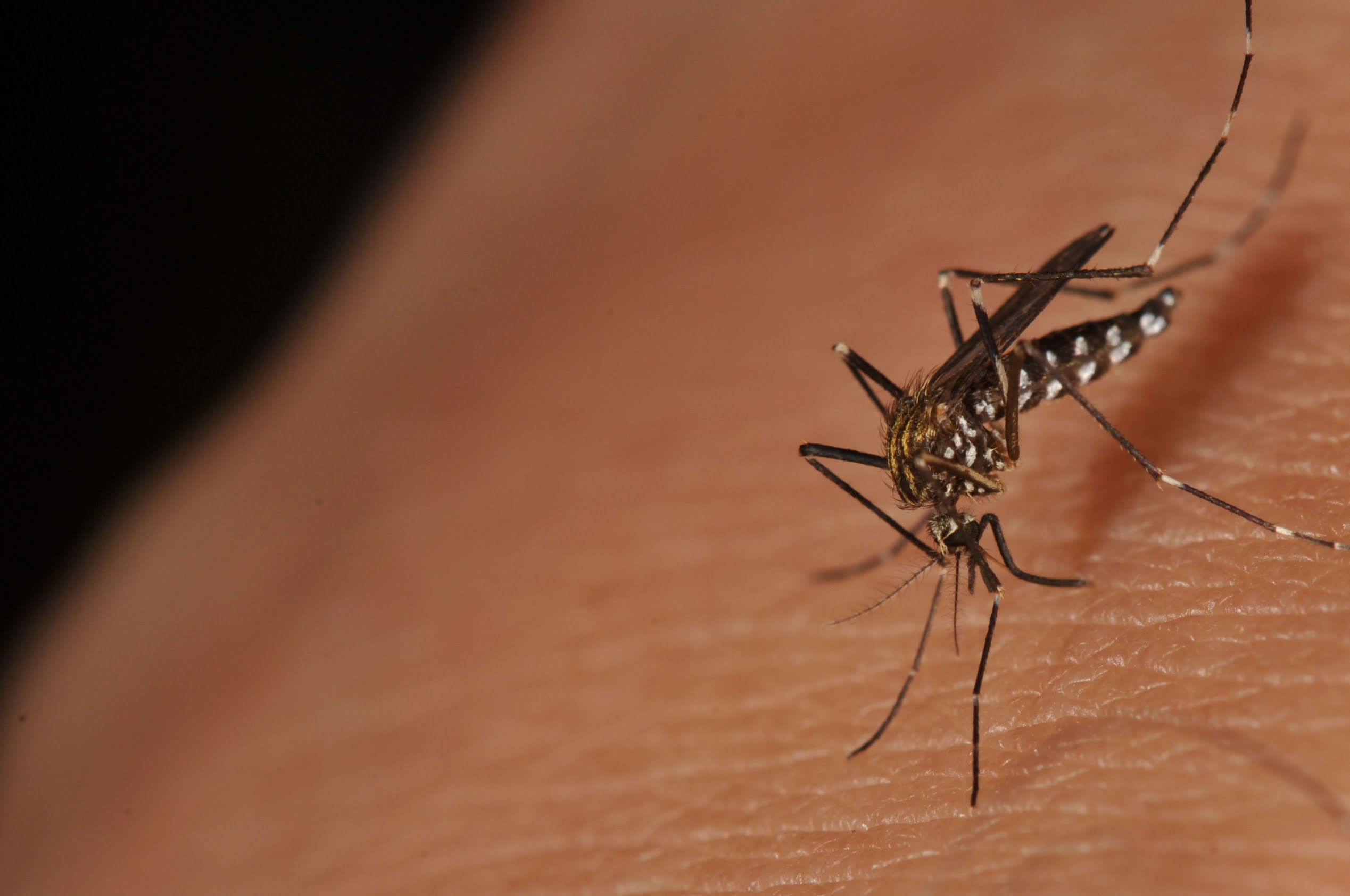 piqure moustique quelle protection naturelle efficace ?