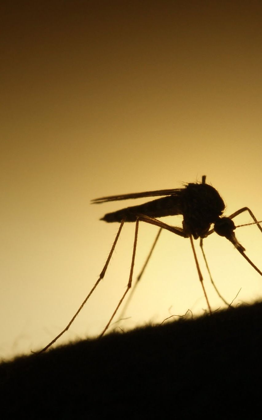 C'est presque beau un moustique en contre jour