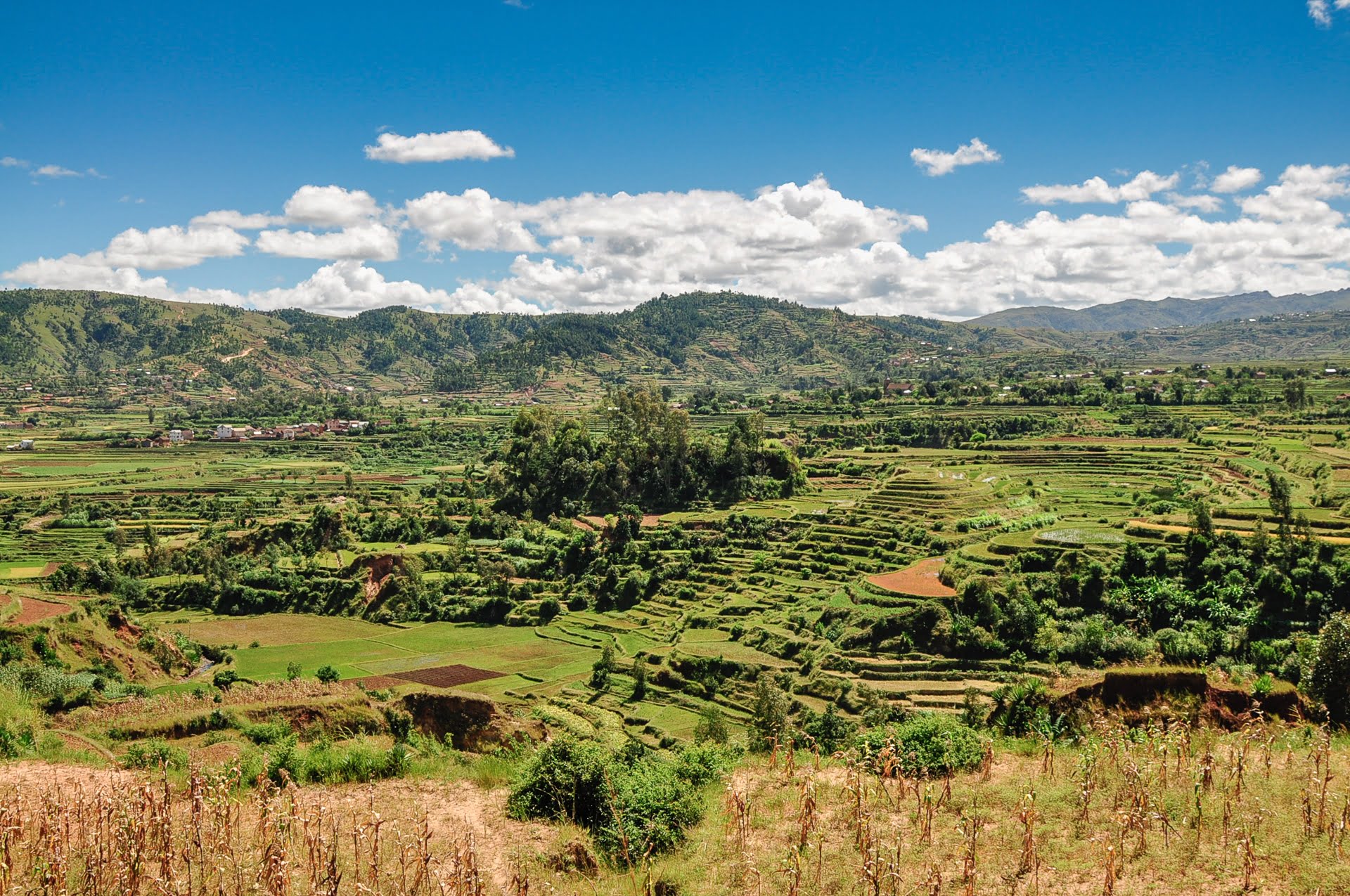 Dans les rizières de Bétafo à Madagascar