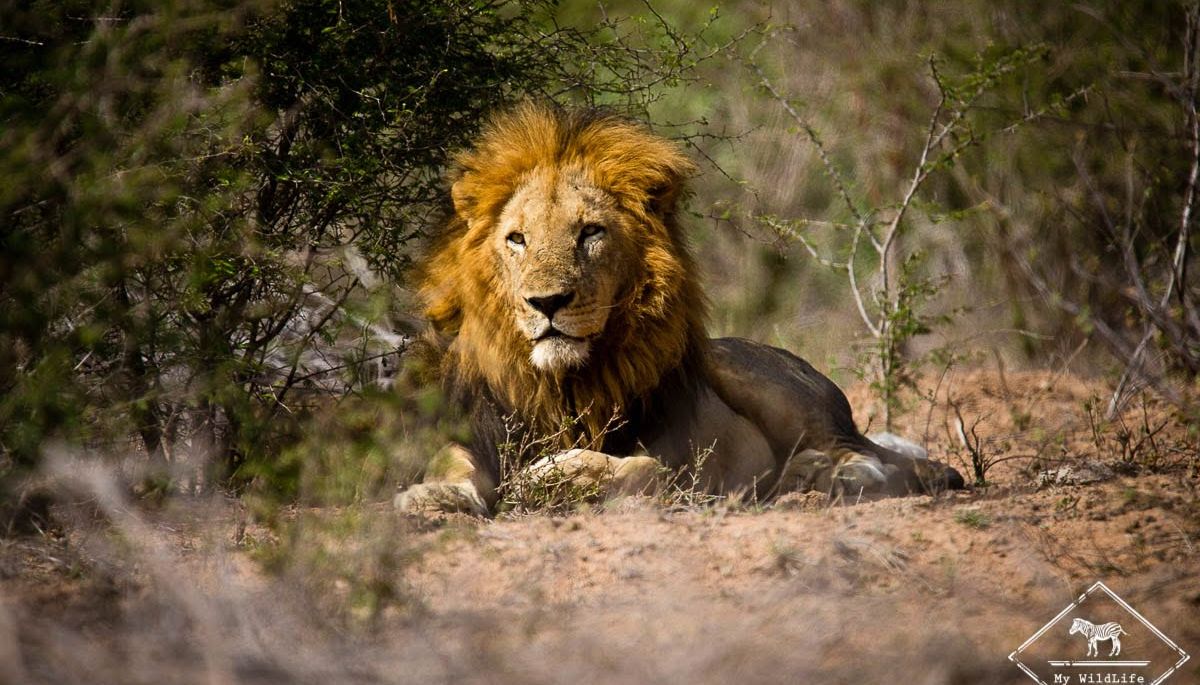 Les plus beaux paysages d'Afrique - parc national kruger en Afrique du sud