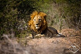 Les plus beaux paysages d'Afrique - parc national kruger en Afrique du sud