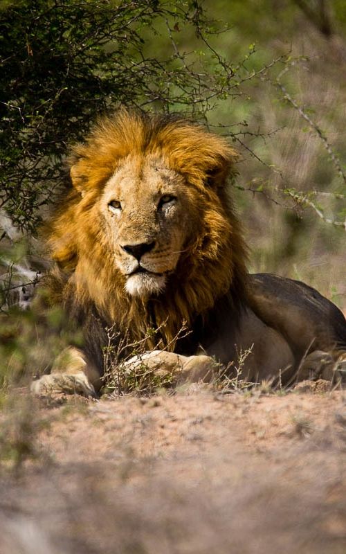 Les plus beaux paysages d'Afrique - parc national kruger en Afrique du sud