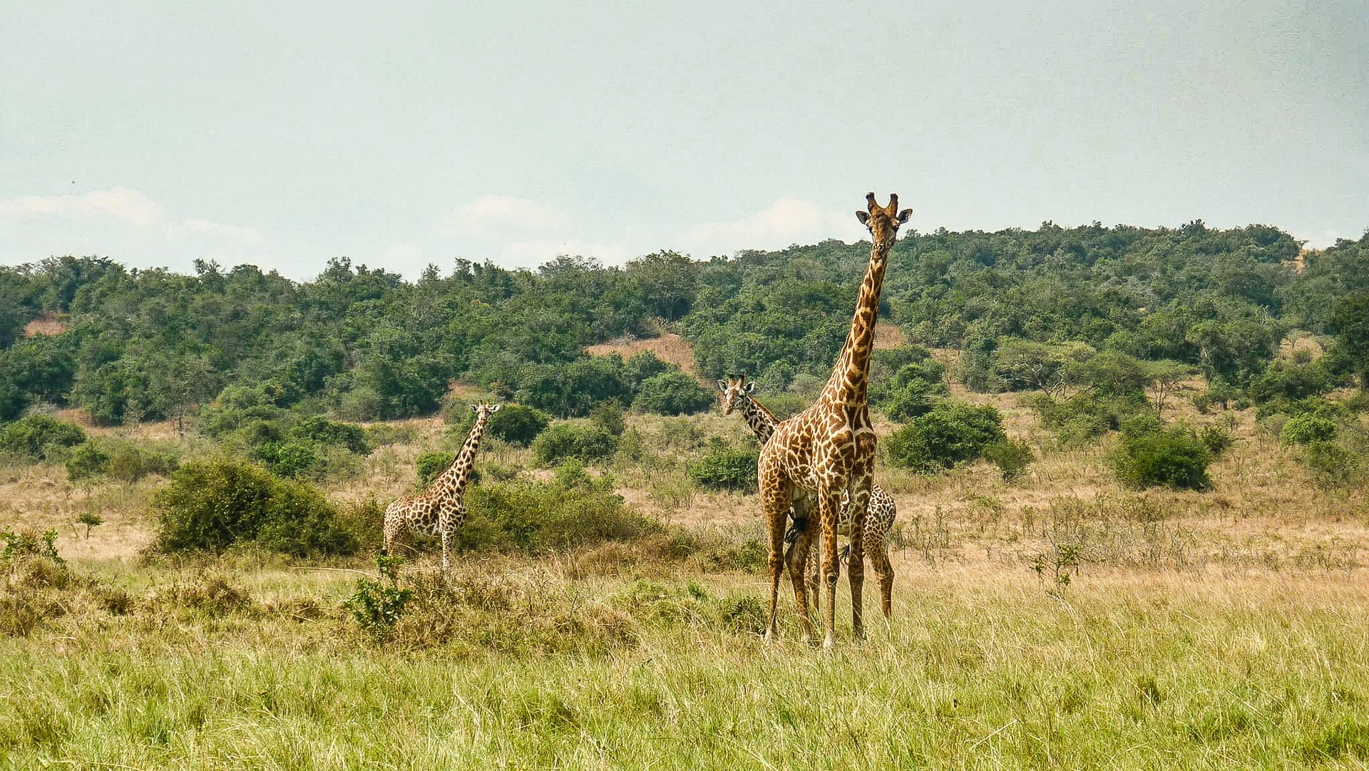 Parc national de l'Akagera au Rwanda - les plus beaux paysages nature d'Afrique