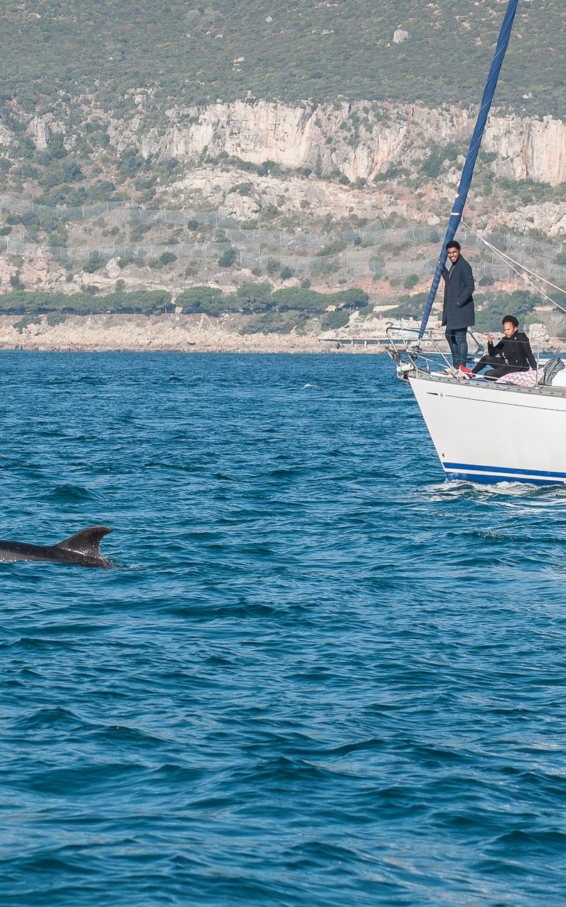 dauhin bateau