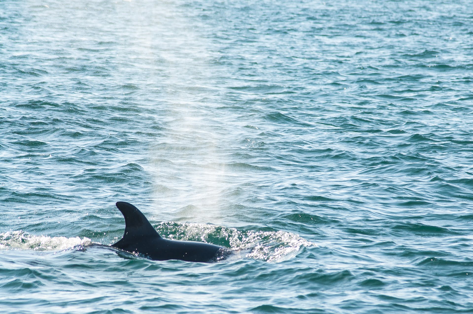 Setubal dauphin un aileron - Les globe blogueurs - blog voyage nature
