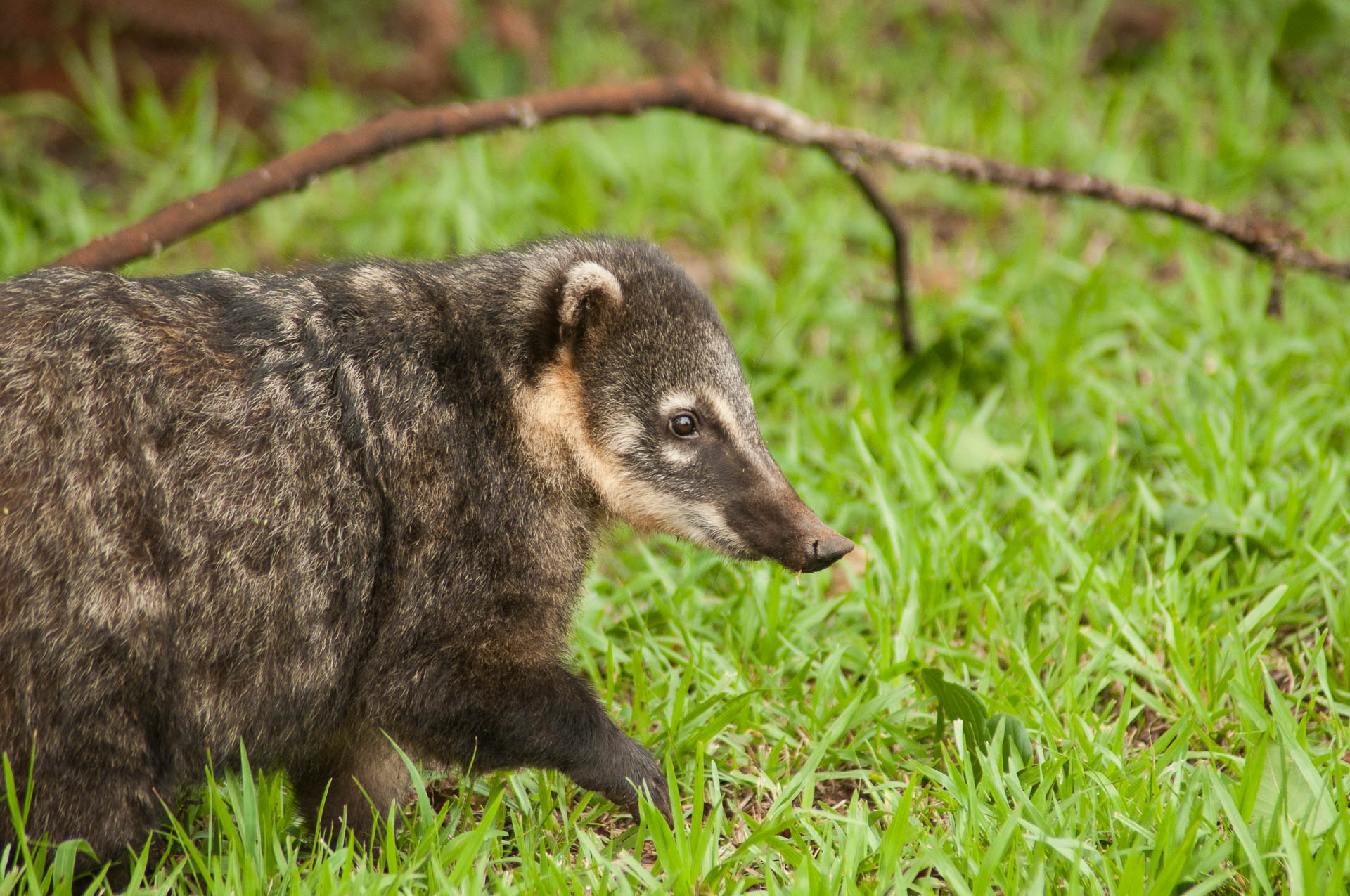 coati