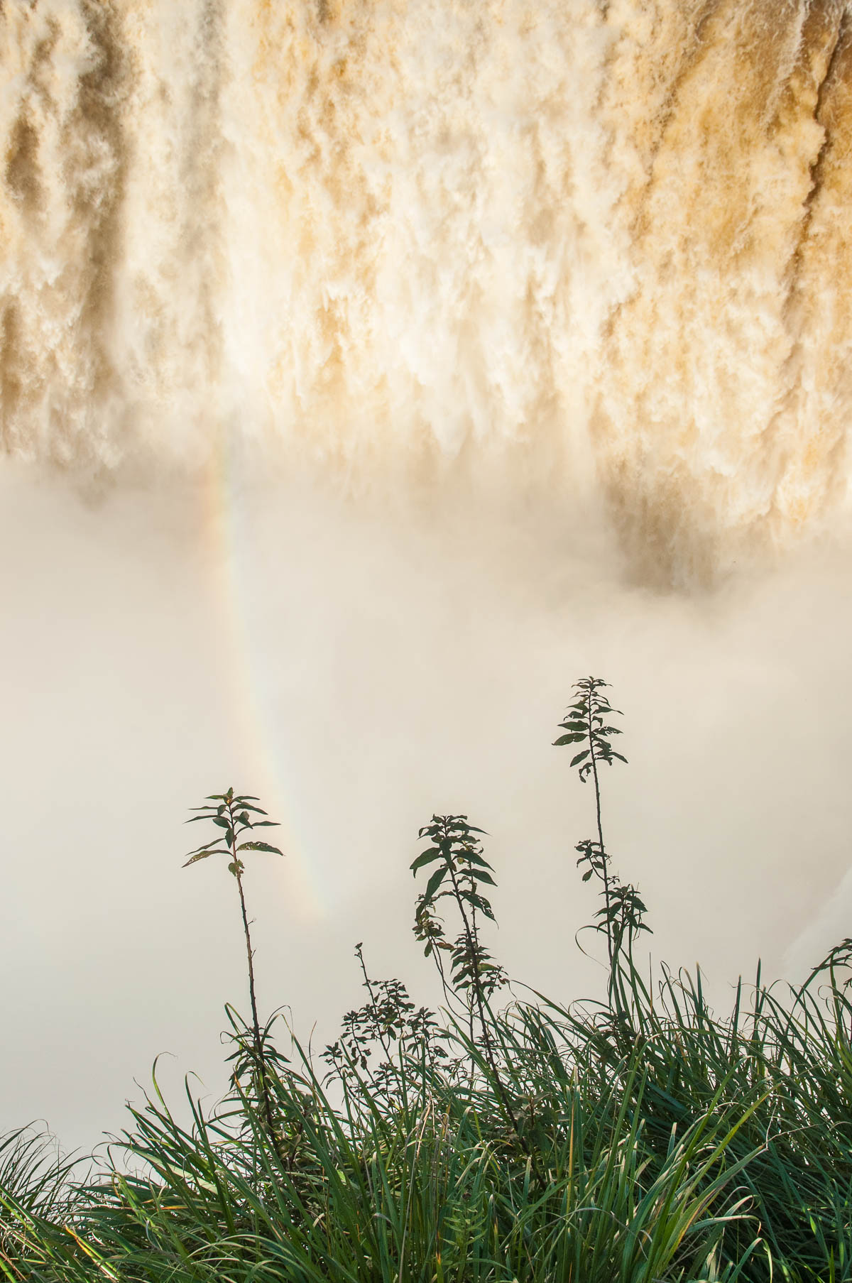 La végétation profite de l'humidité Parc national des chutes d'Iguazu