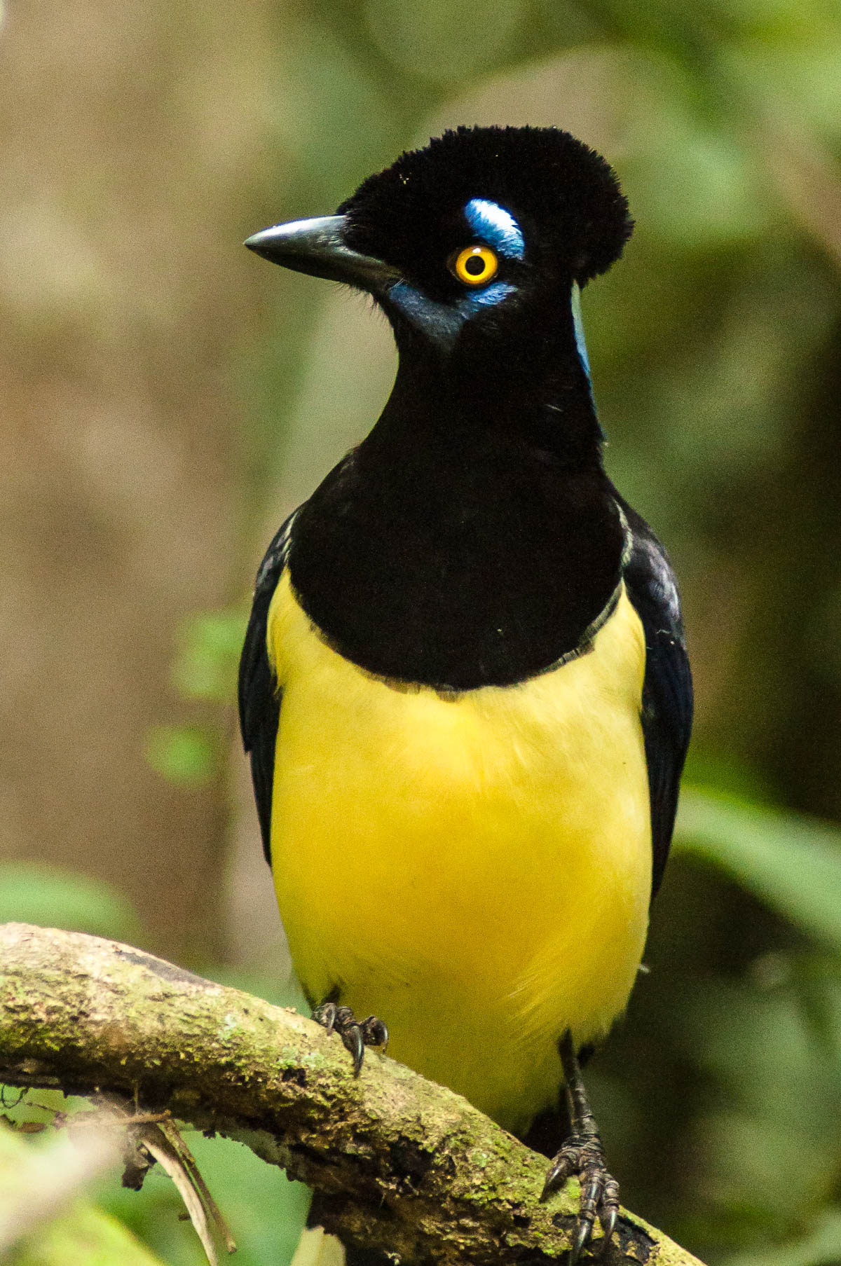 Geai acahé. Parc national des chutes d'Iguazu
