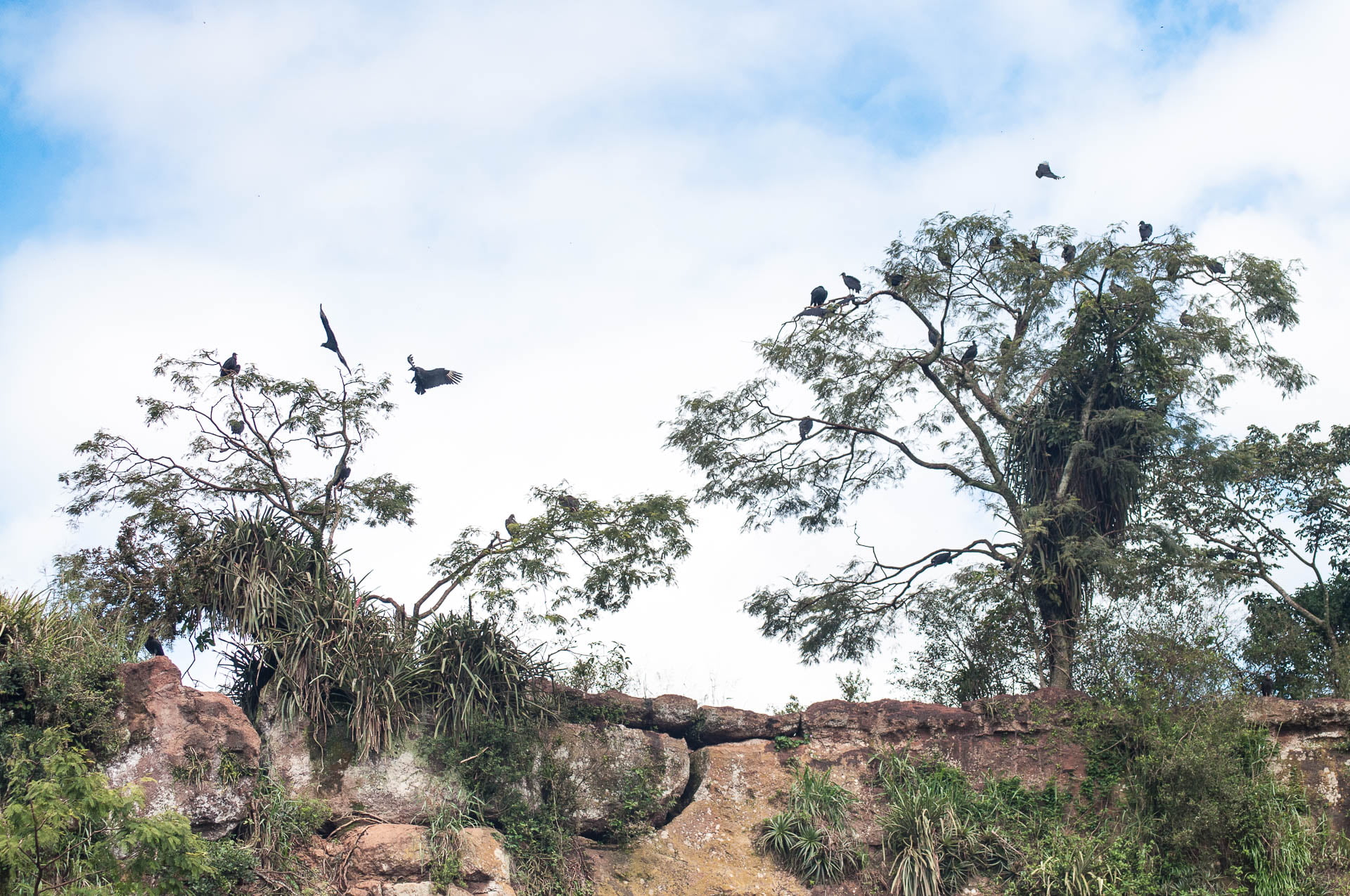 Le territoire des vautours. Parc national des chutes d'Iguazu