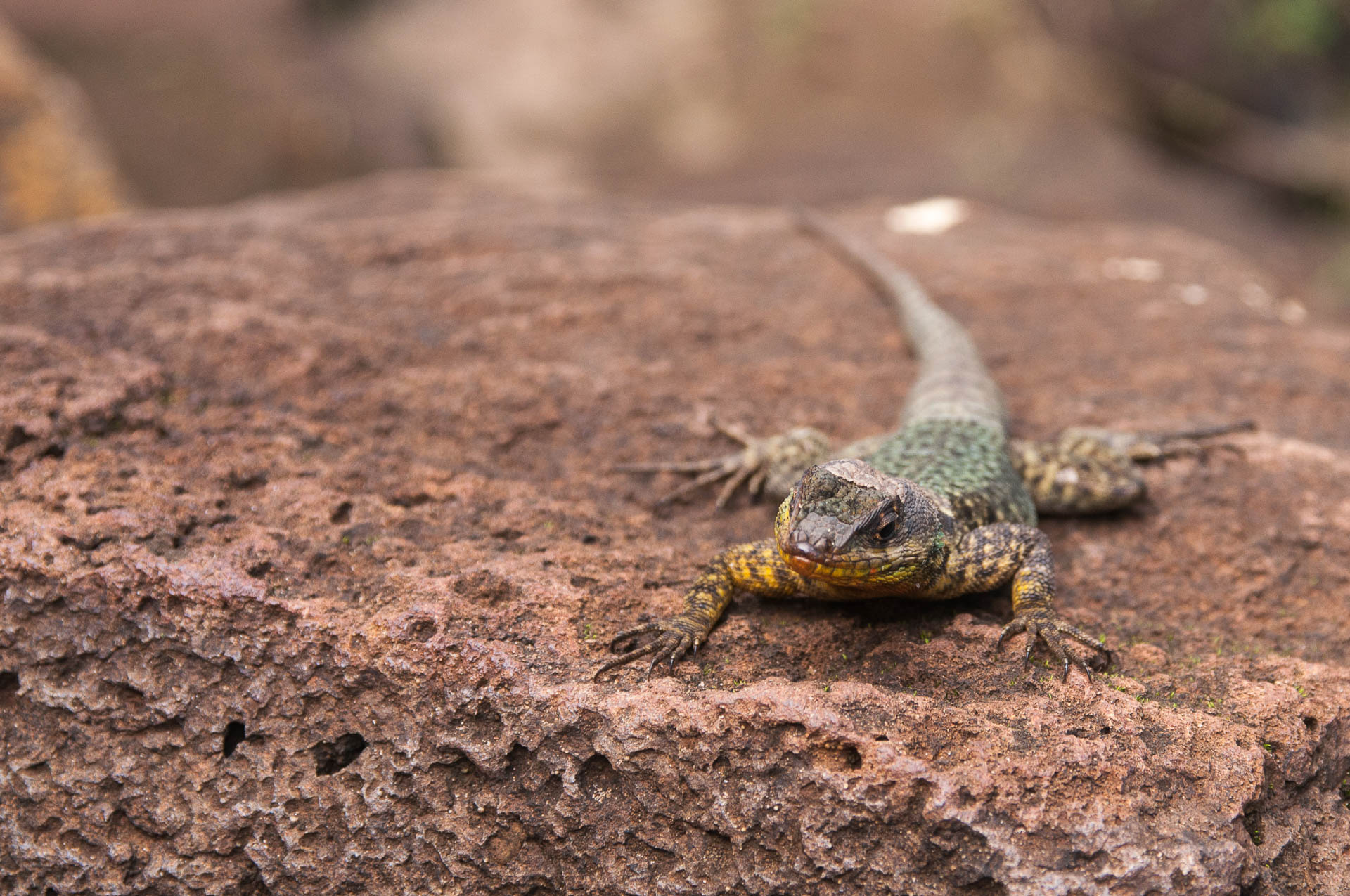 Un lézard curieux