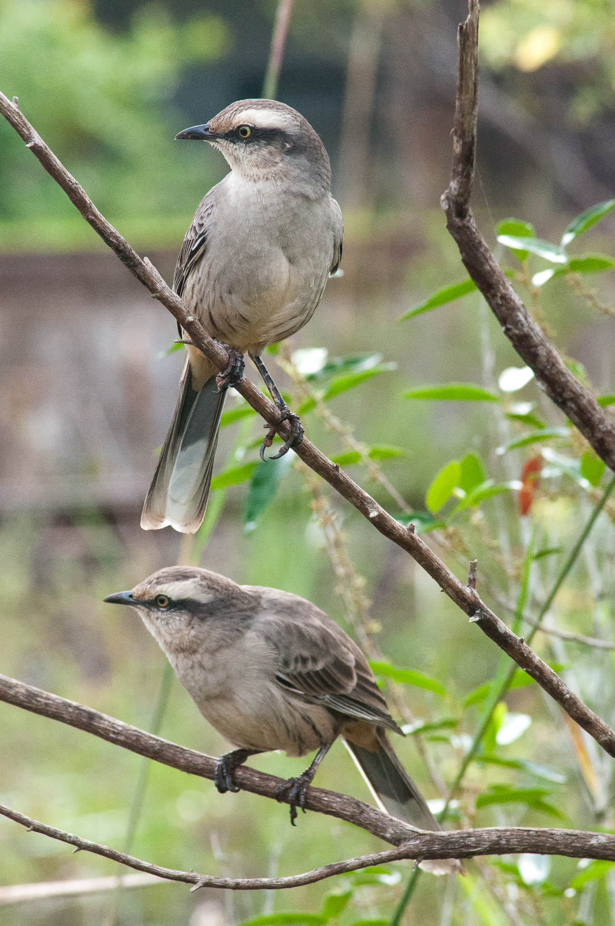 Oiseau. parc national des chutes d'Iguazu