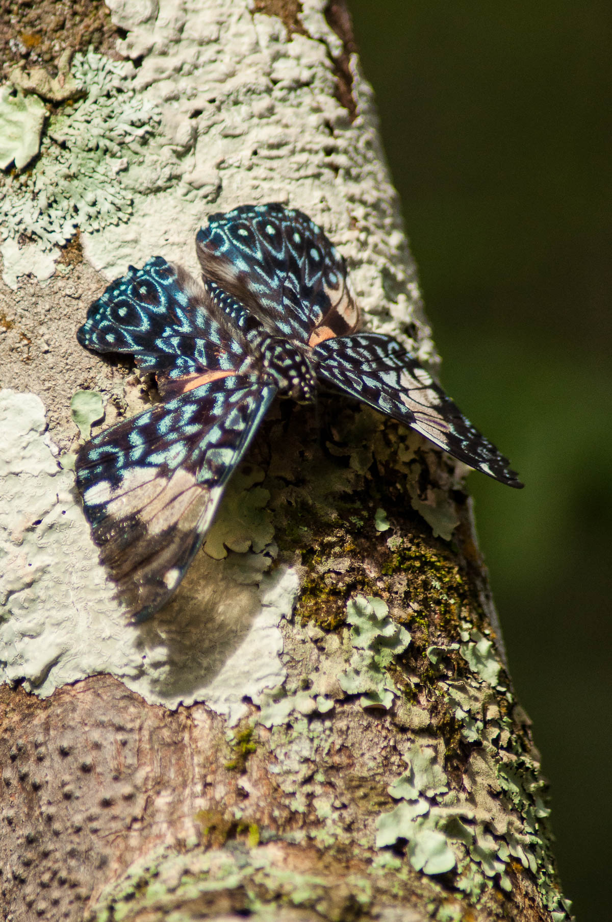 Un des nombreux papillons parc national des chutes d'Iguazu