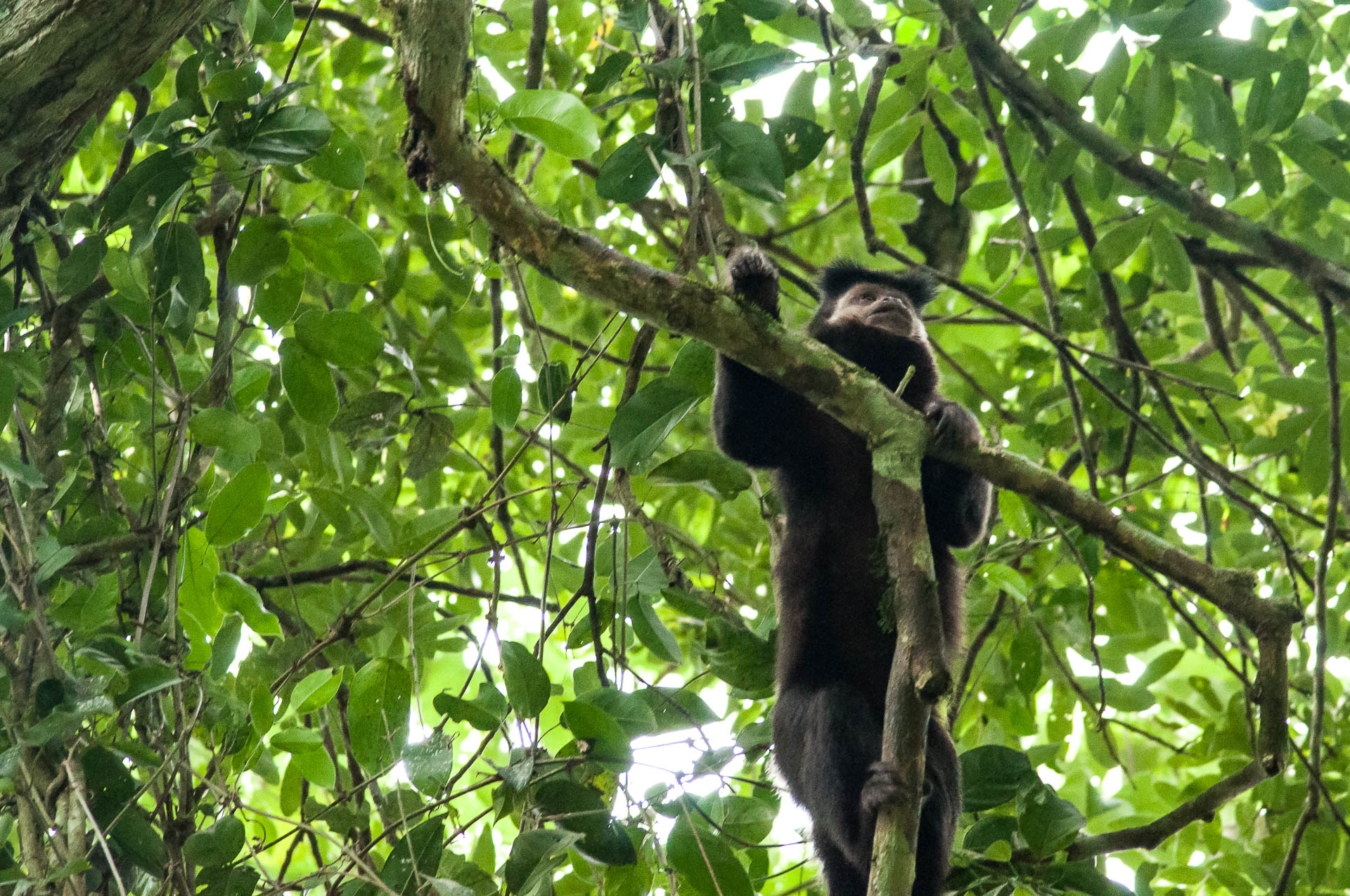 Singe sur le sentier de Macuco