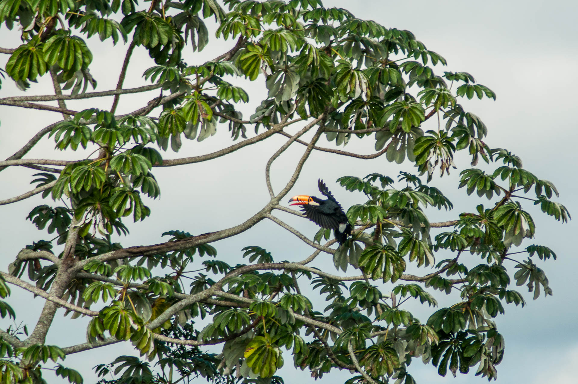 Toucan qui rejoint son arbre