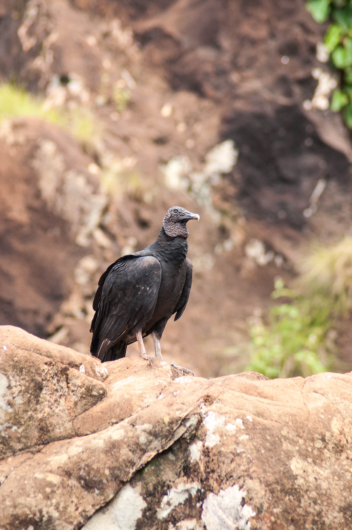 Vautour qui prend la pose parc national des chutes d'Iguazu