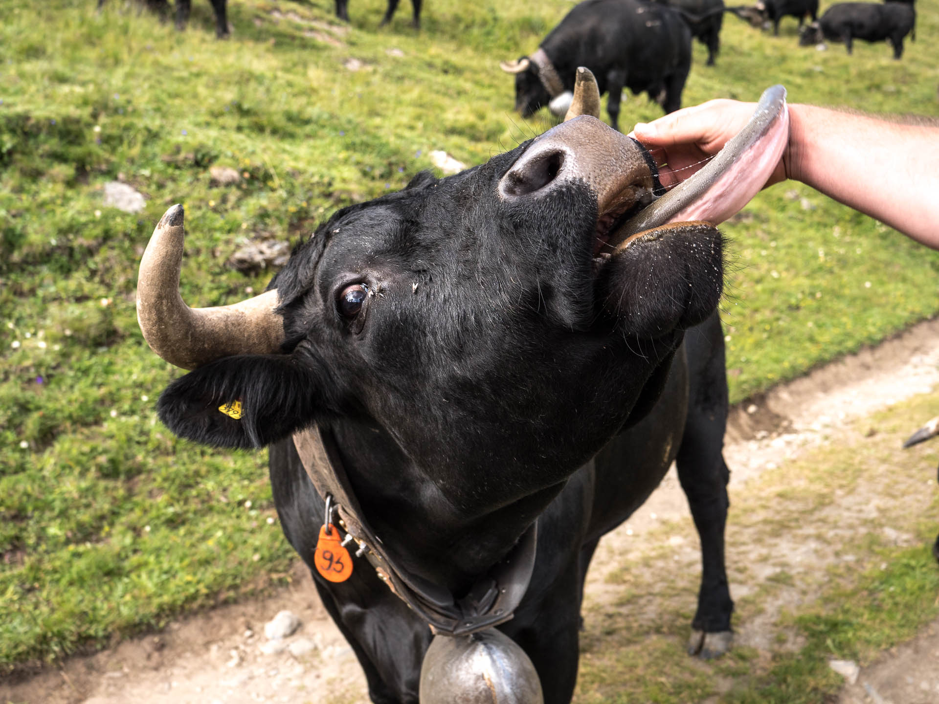 anniviers vache herens langue - Les globe blogueurs - blog voyage nature