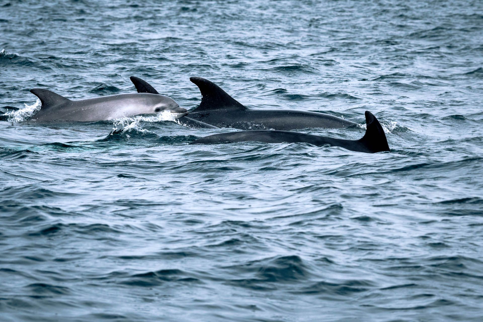 Excursion dauphins et baleines à Tenerife - Notre guide