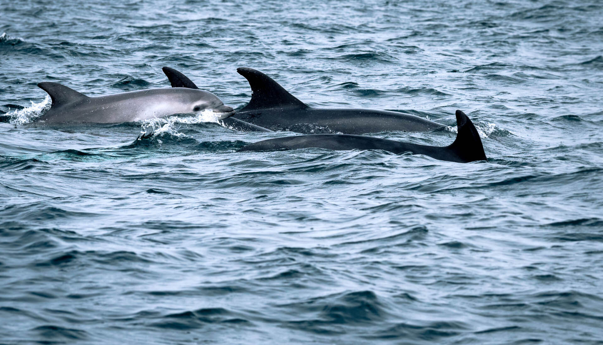 bébé dauphin mer d'iroise finistère