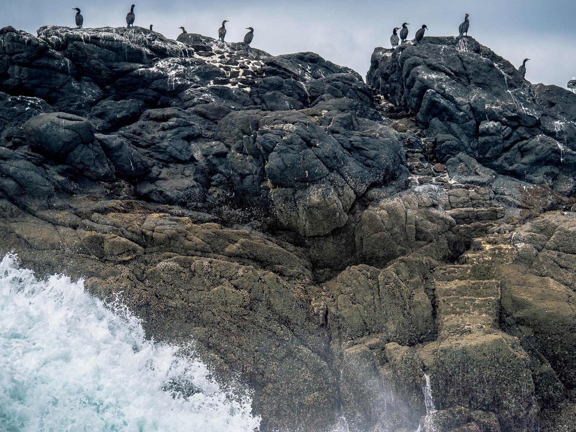 conquet cormorans rocher phare iroise