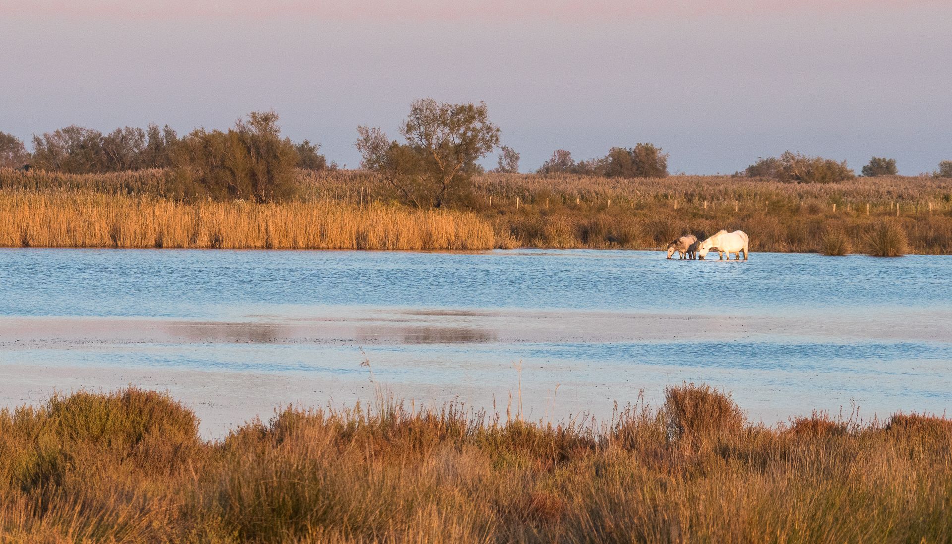 chevaux dans la nature en Camargue - France