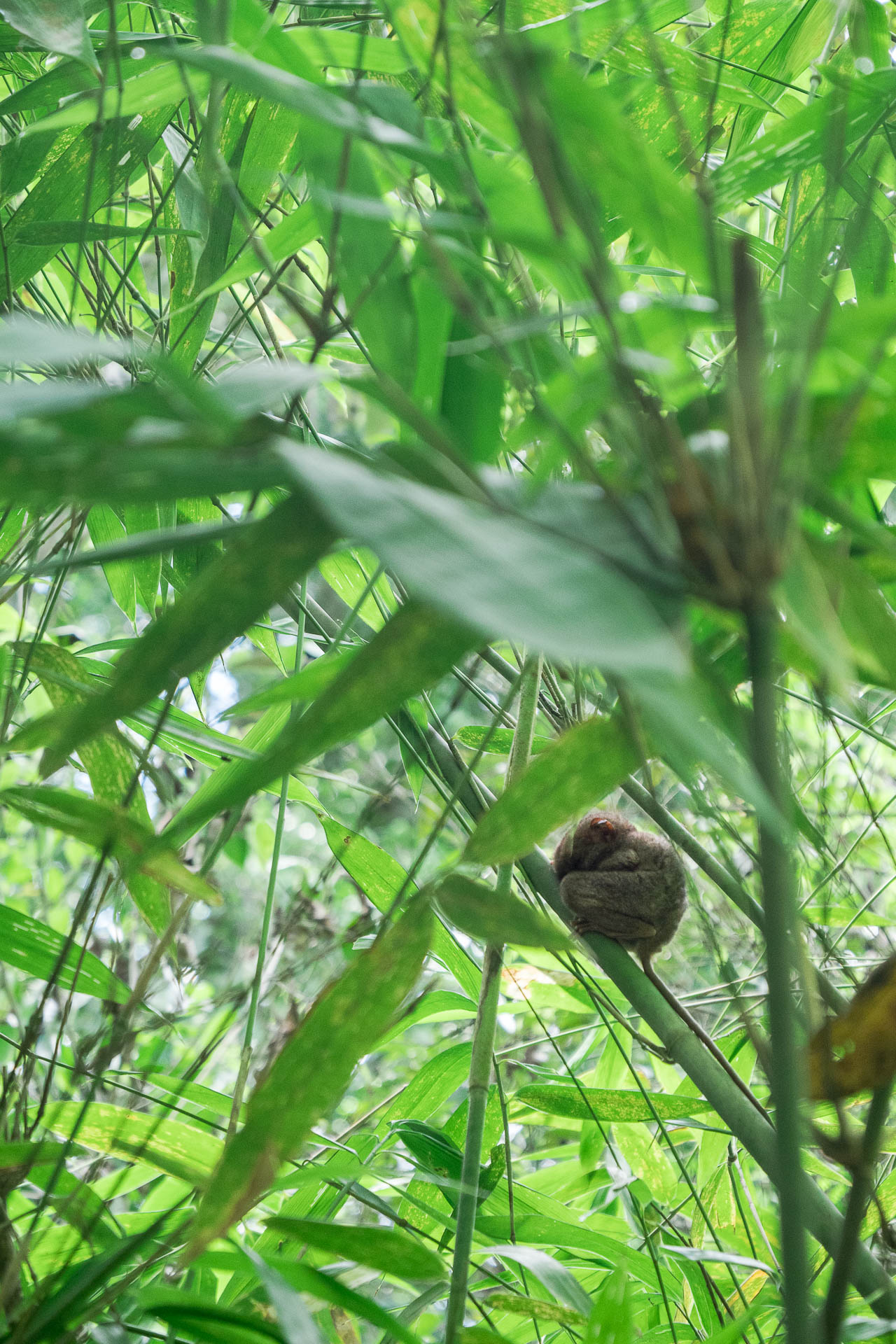 Bohol tarsier boule - Les globe blogueurs - blog voyage nature
