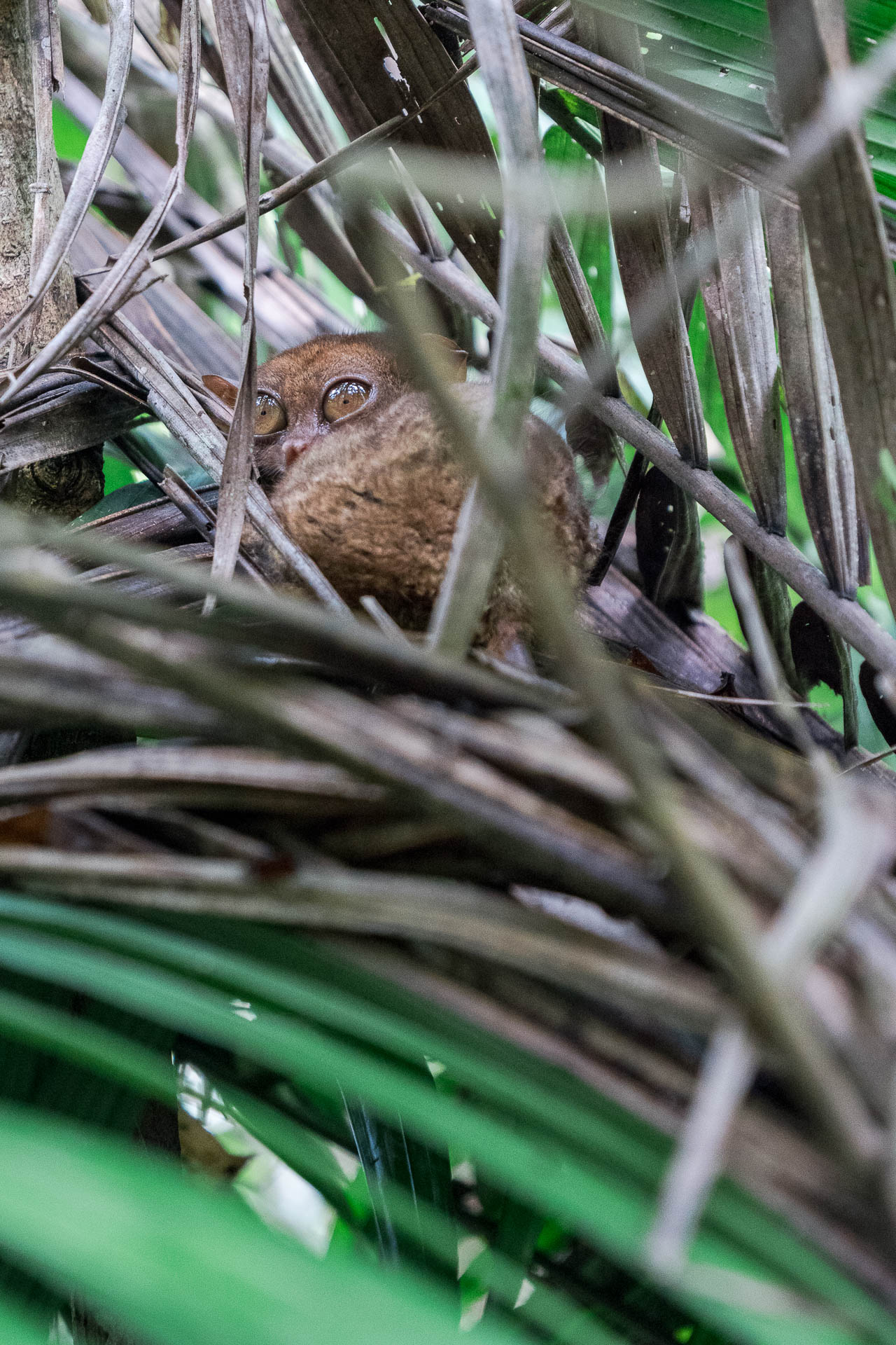 Bohol tarsier feuille - Les globe blogueurs - blog voyage nature