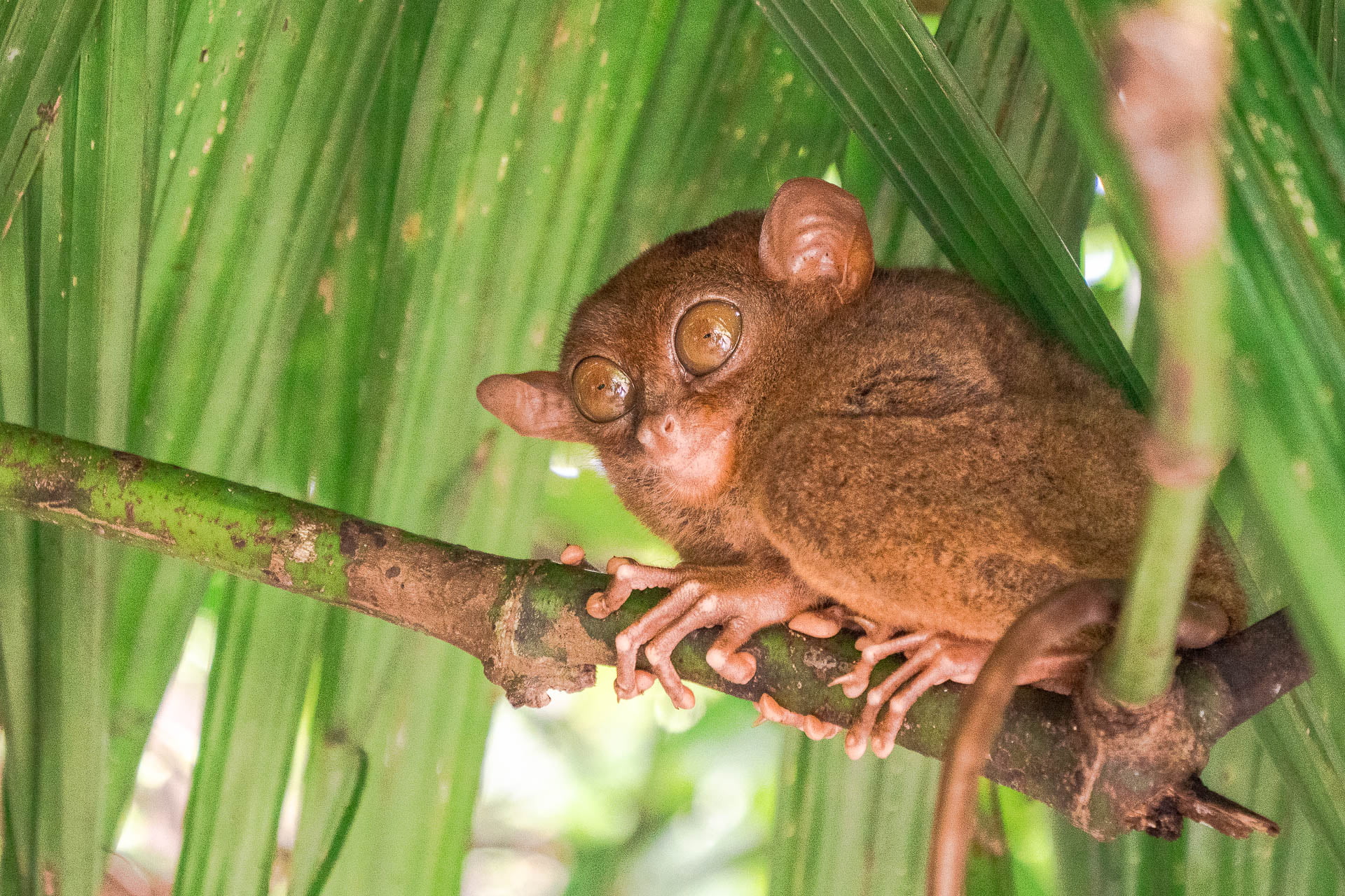 tarsier bohol philippines