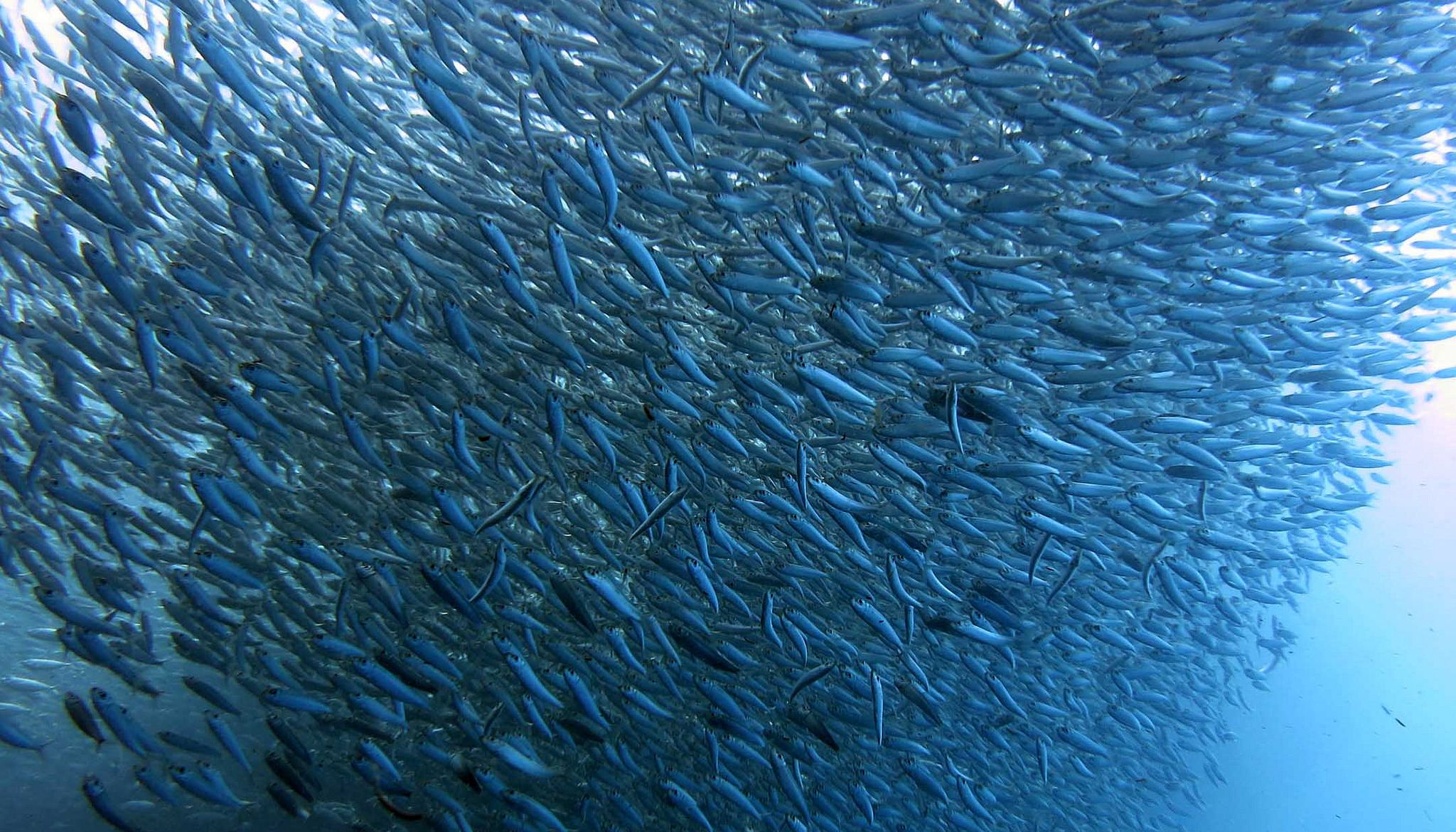 sardine run moalboal