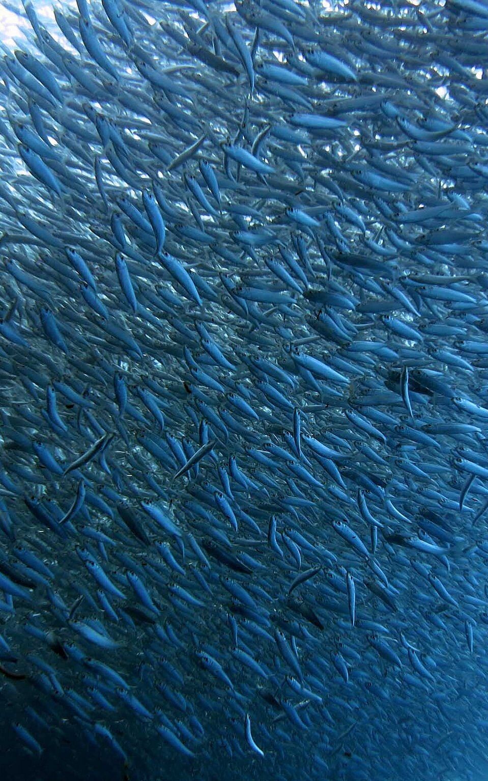 sardine run moalboal
