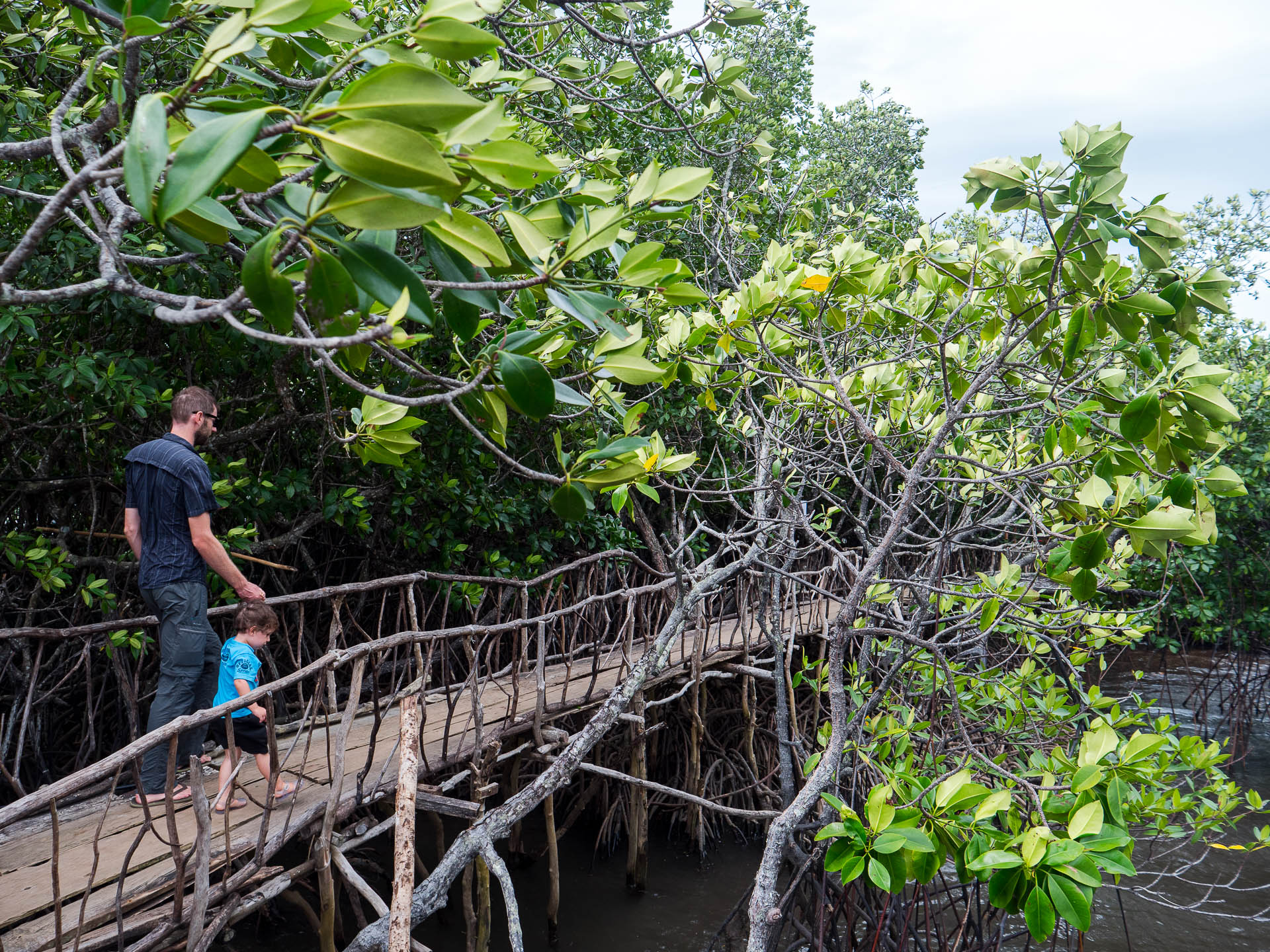 Coron seb hélio mangrove - Les globe blogueurs - blog voyage nature