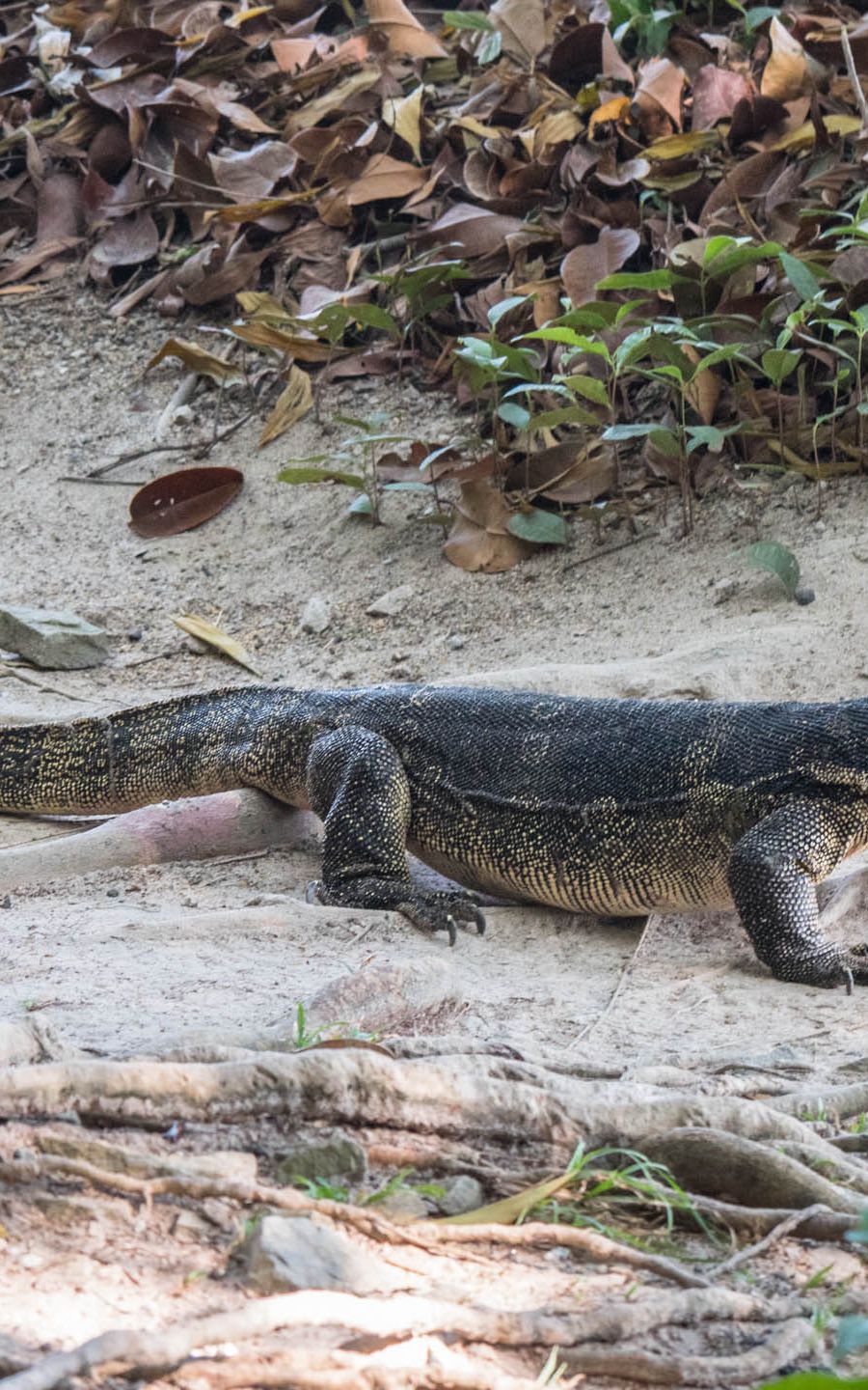 varan penang malaisie