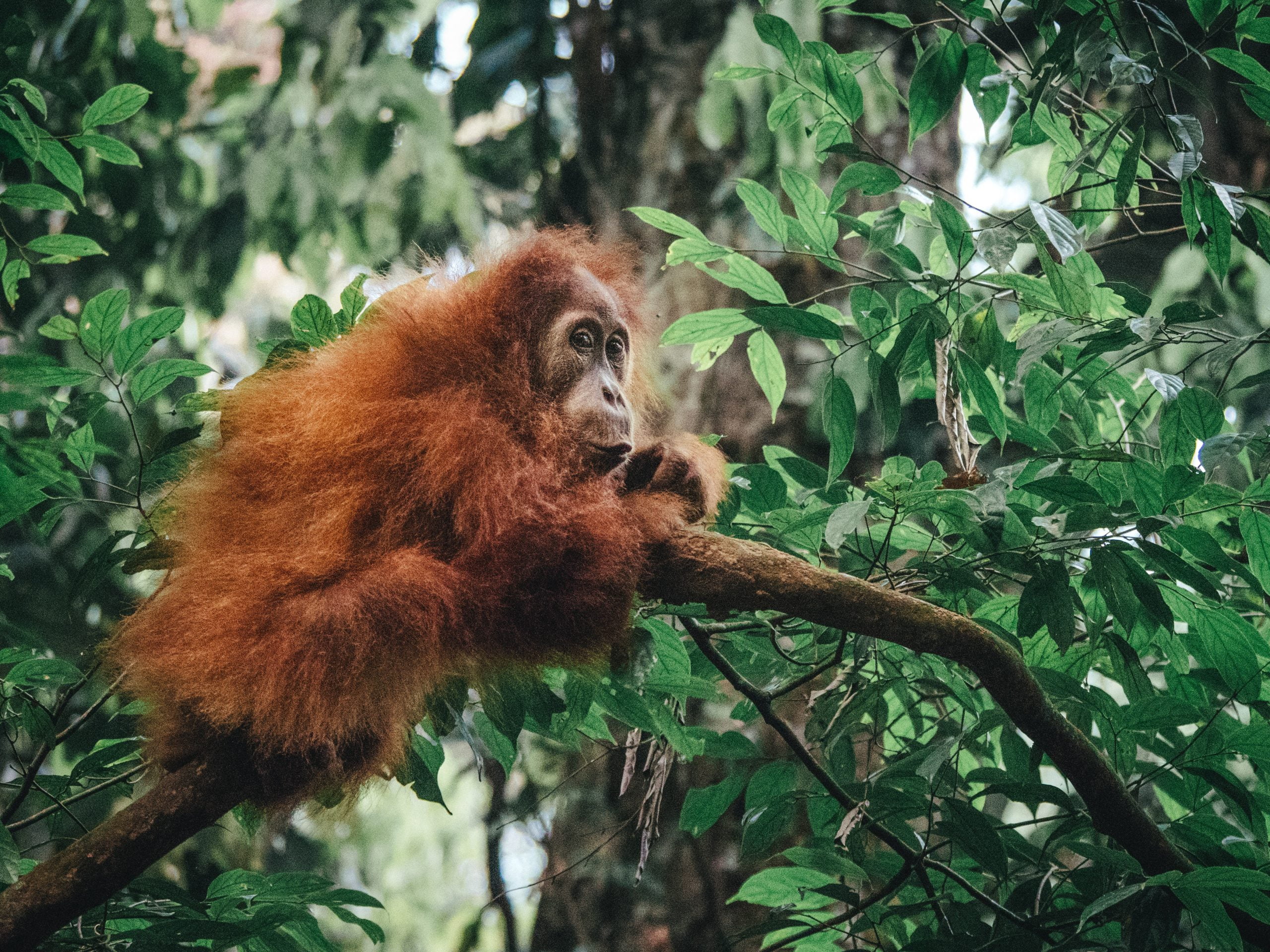 Observer les orang outans à Bukit Lawang en Indonésie