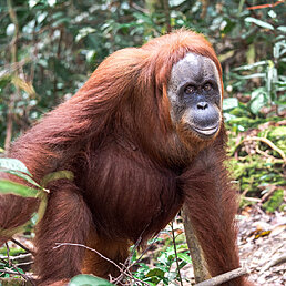 Trek pour voir les orang outans à Gunung Leuser